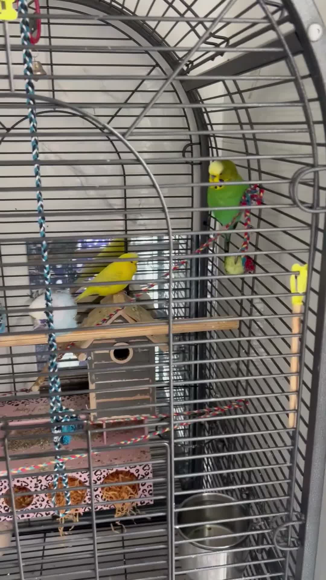 Mixed Breed birds for sale: 2 Pairs of Budgies in Milton Keynes - Video 3