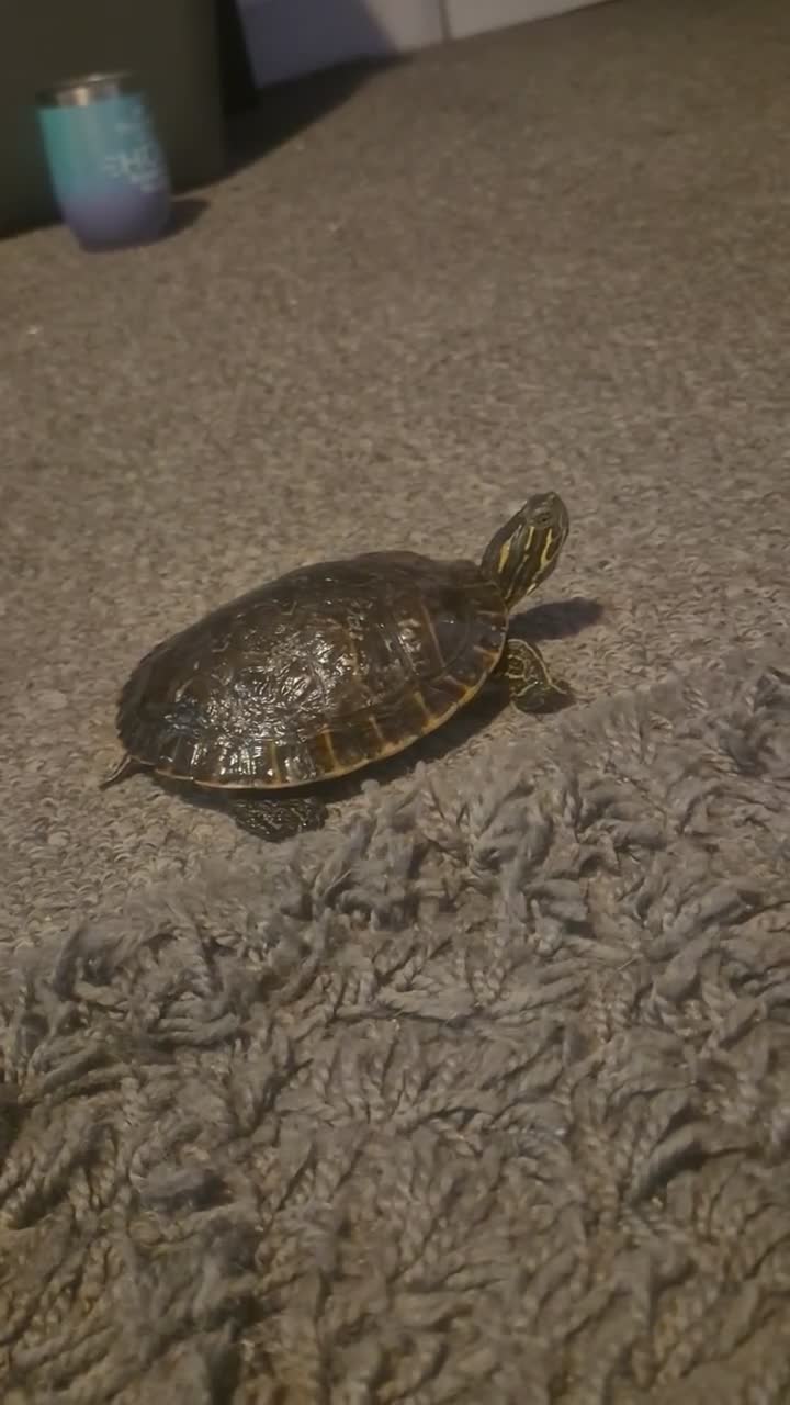 Tortoise reptiles for sale: Rafael the tortoise  - Video 1