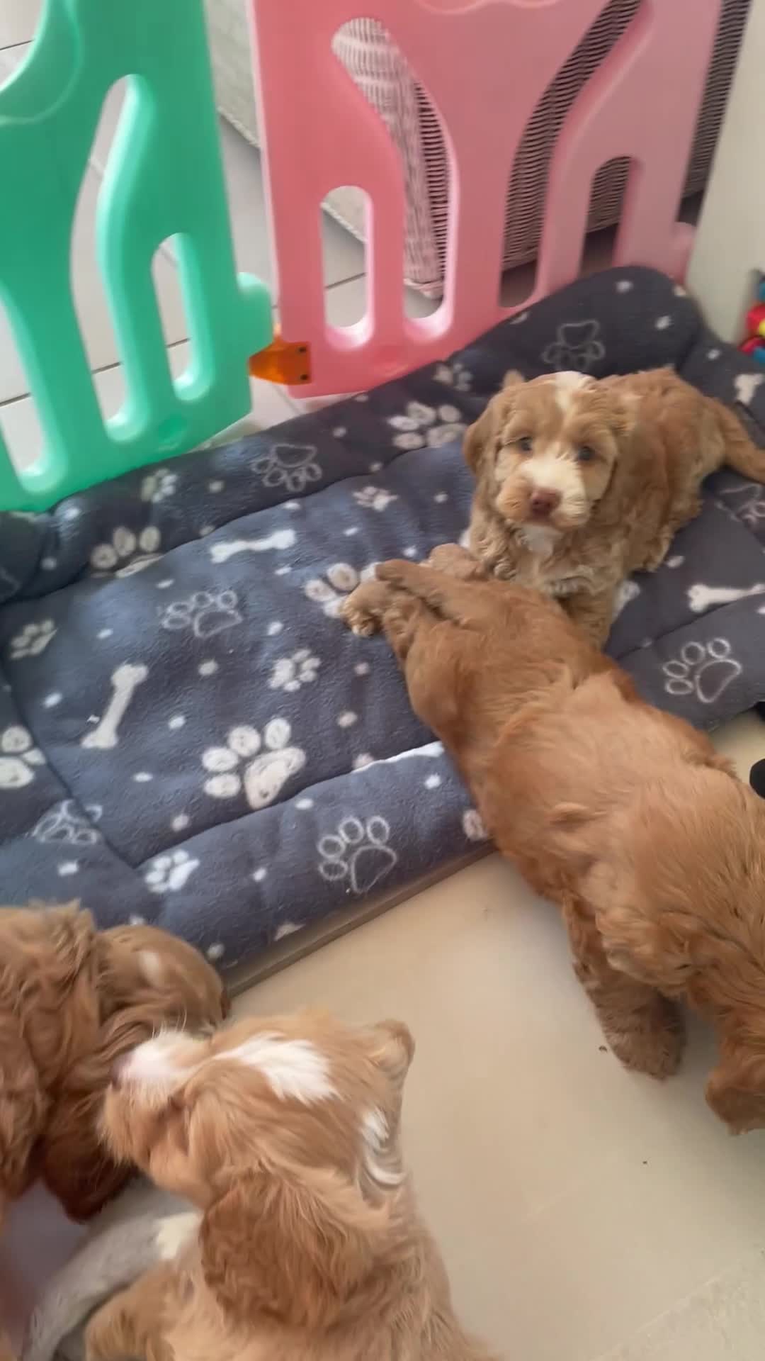Cockapoo dogs for sale: SHOW TYPE MINIATURE F1 COCKAPOO PUPPIES - Video 3
