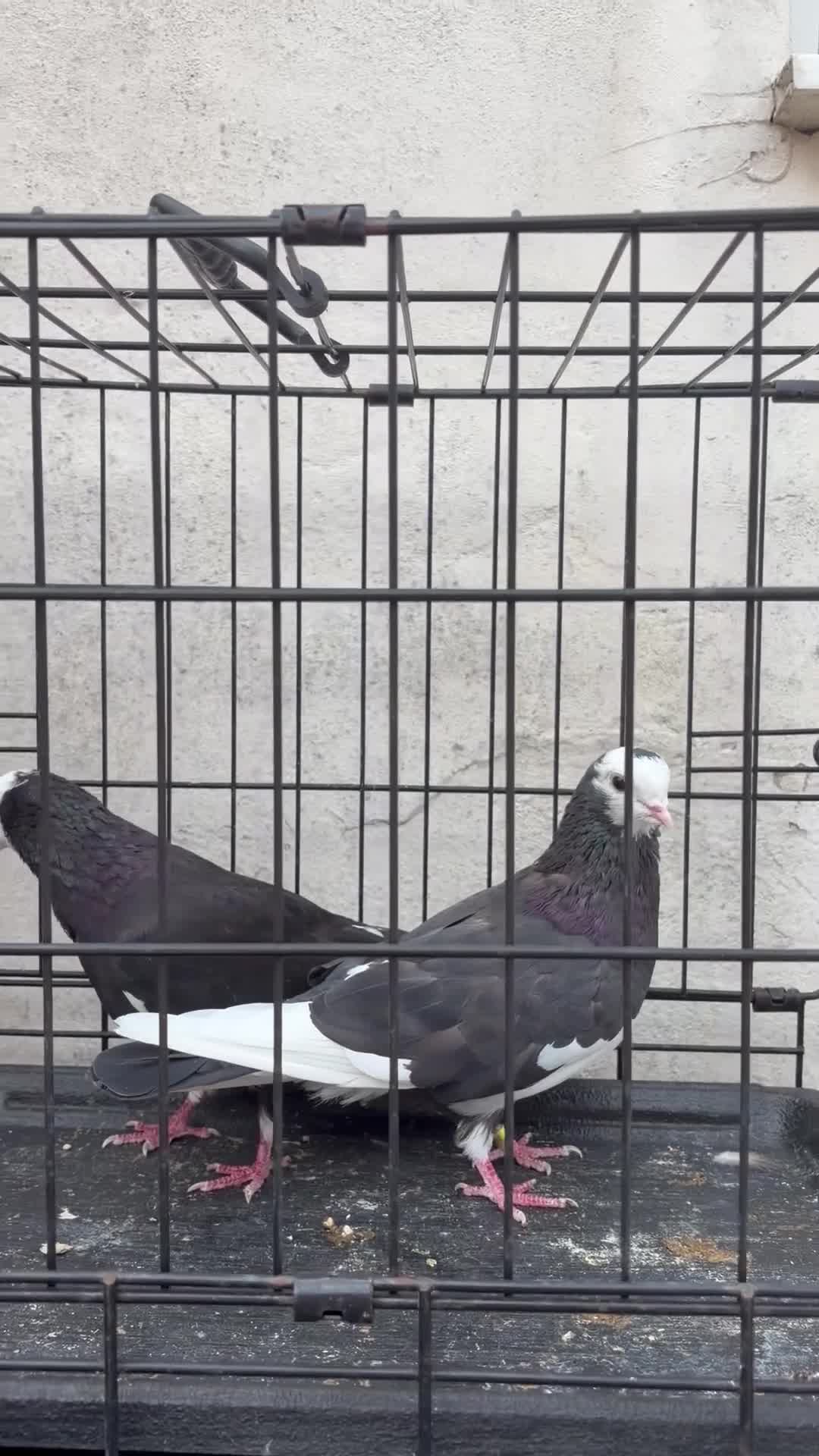 Pigeons birds for sale: Mixed pigeons for sale  in Birmingham - Video 1
