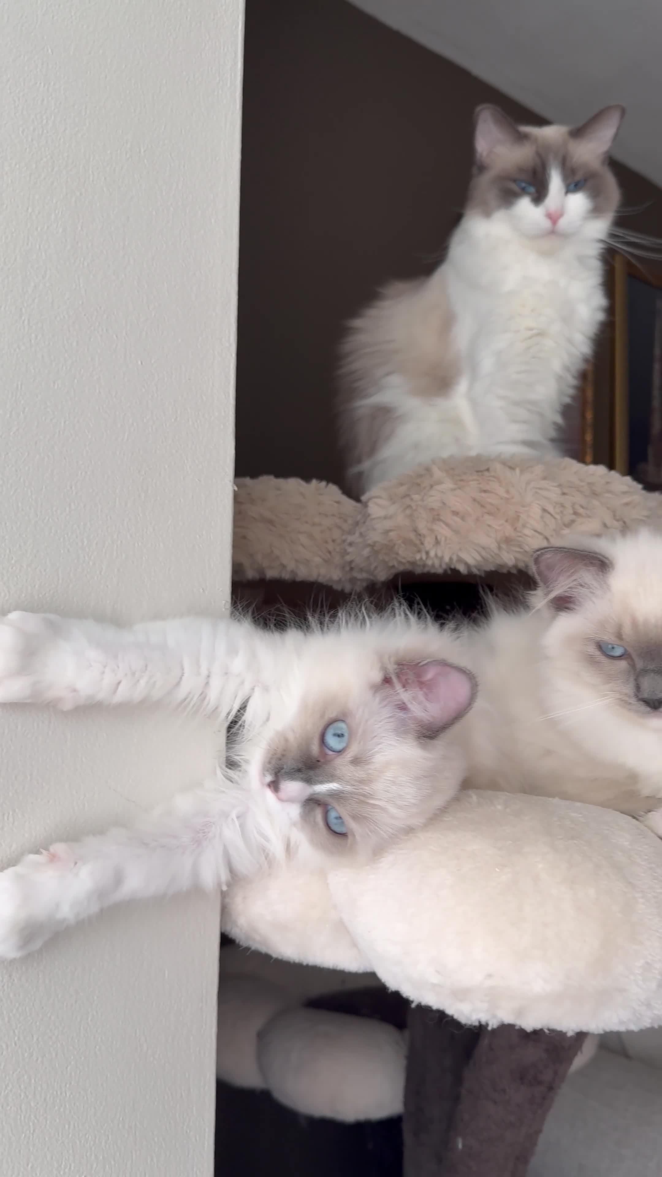 Ragdoll cats for sale: 🎀 2 GIRLS LEFT PUREBRED European Ragdolls 🎀  - Video 2