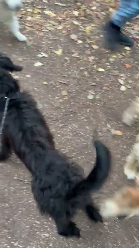 Giant Schnauzer dogs for sale: 7 Month old Giant Schnauzer  in London - Video 1