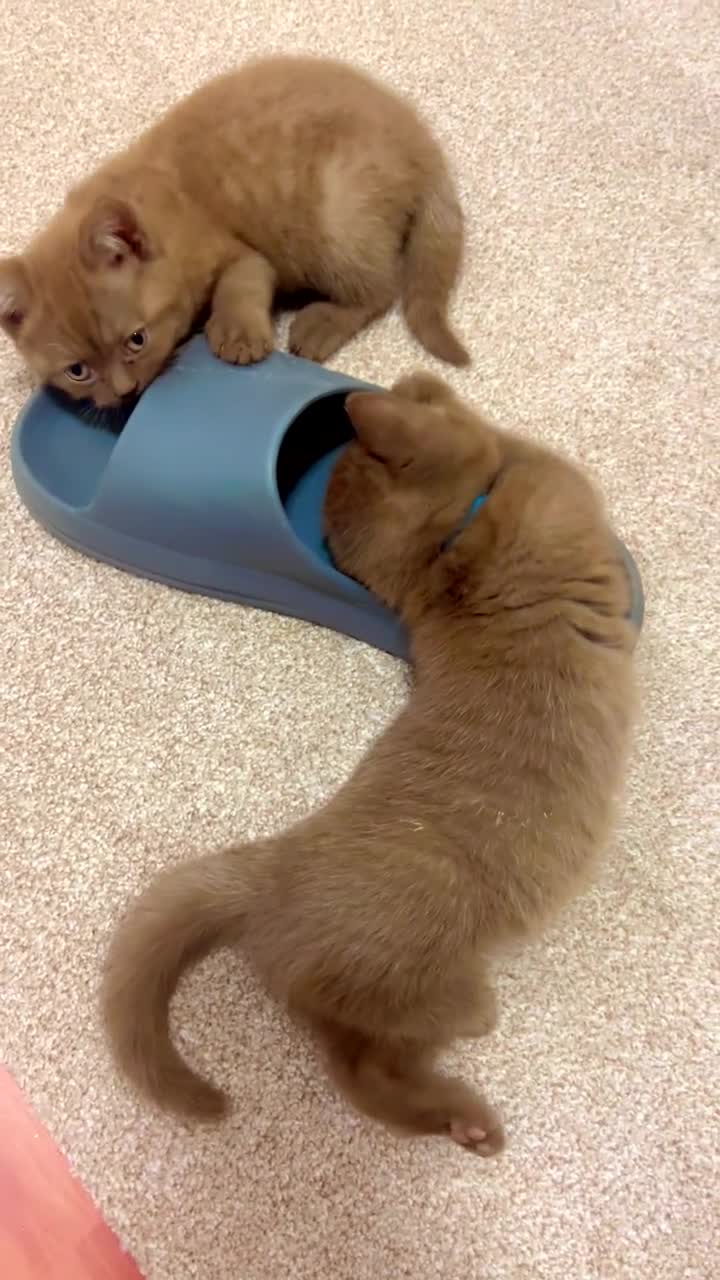 British Shorthair cats for sale: Pure cinnamon British short hair - Video 2