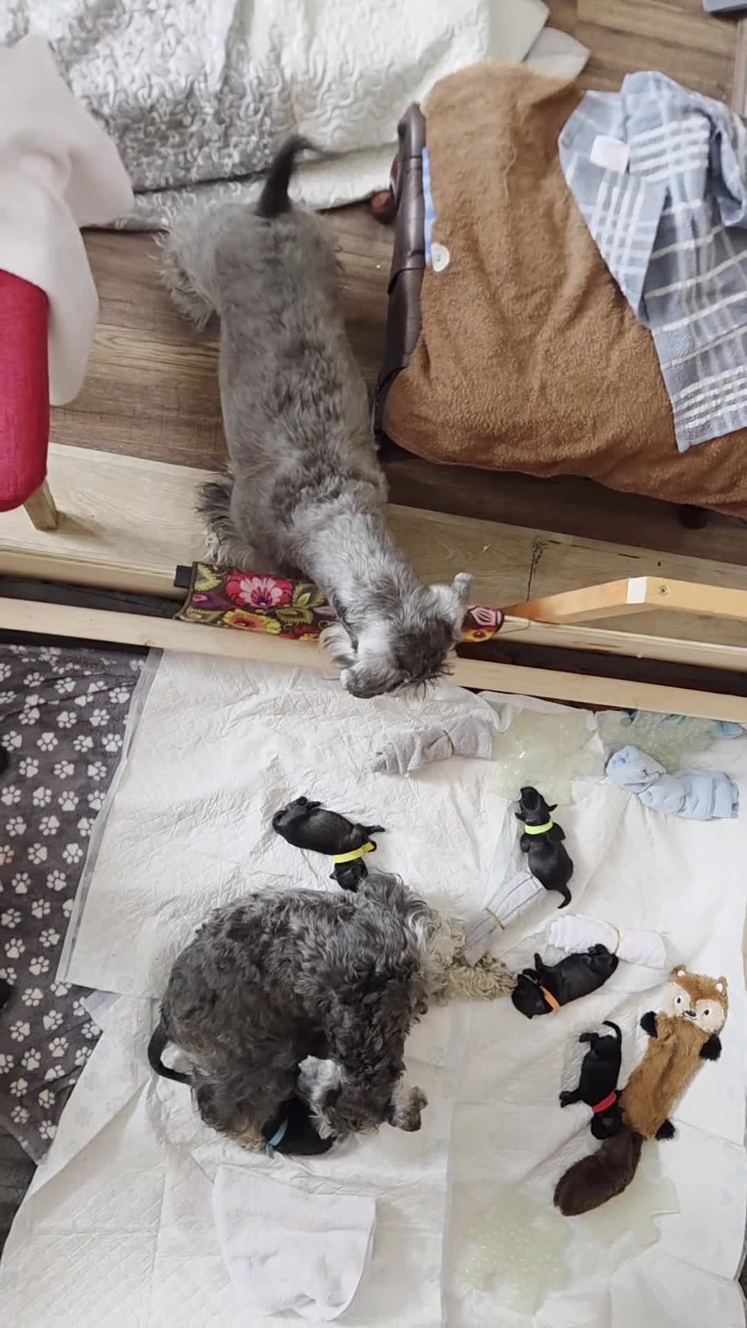 Miniature Schnauzer dogs for sale: Miniature Schnauzer Puppies – Salt & Pepper in Manchester - Video 3