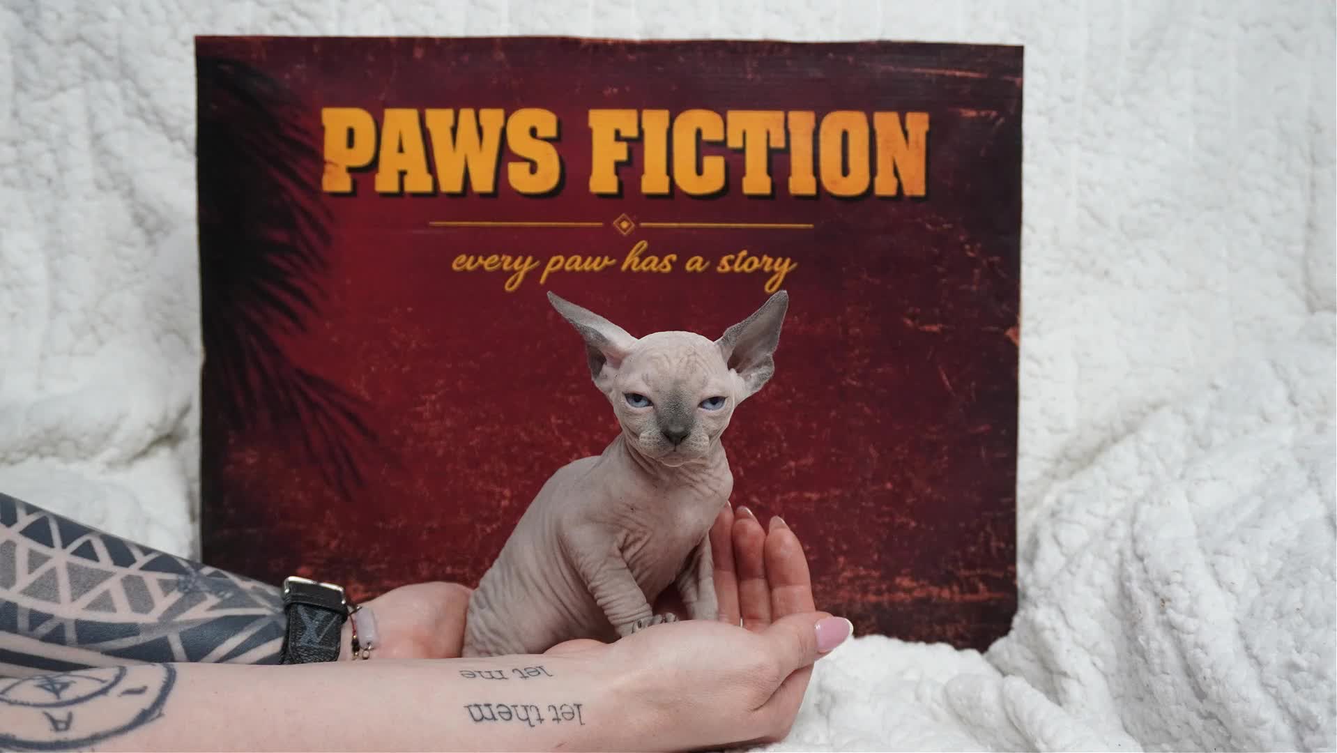 Sphynx cats for sale: Blanket Loving Canadian Sphynx in Manchester - Video 1