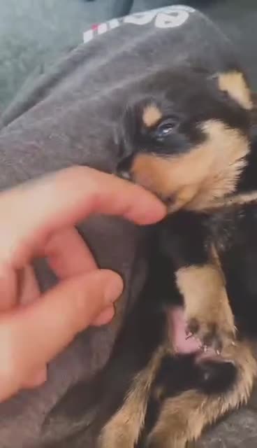 Rottweiler dogs for sale: Rottweiler puppies  - Video 2