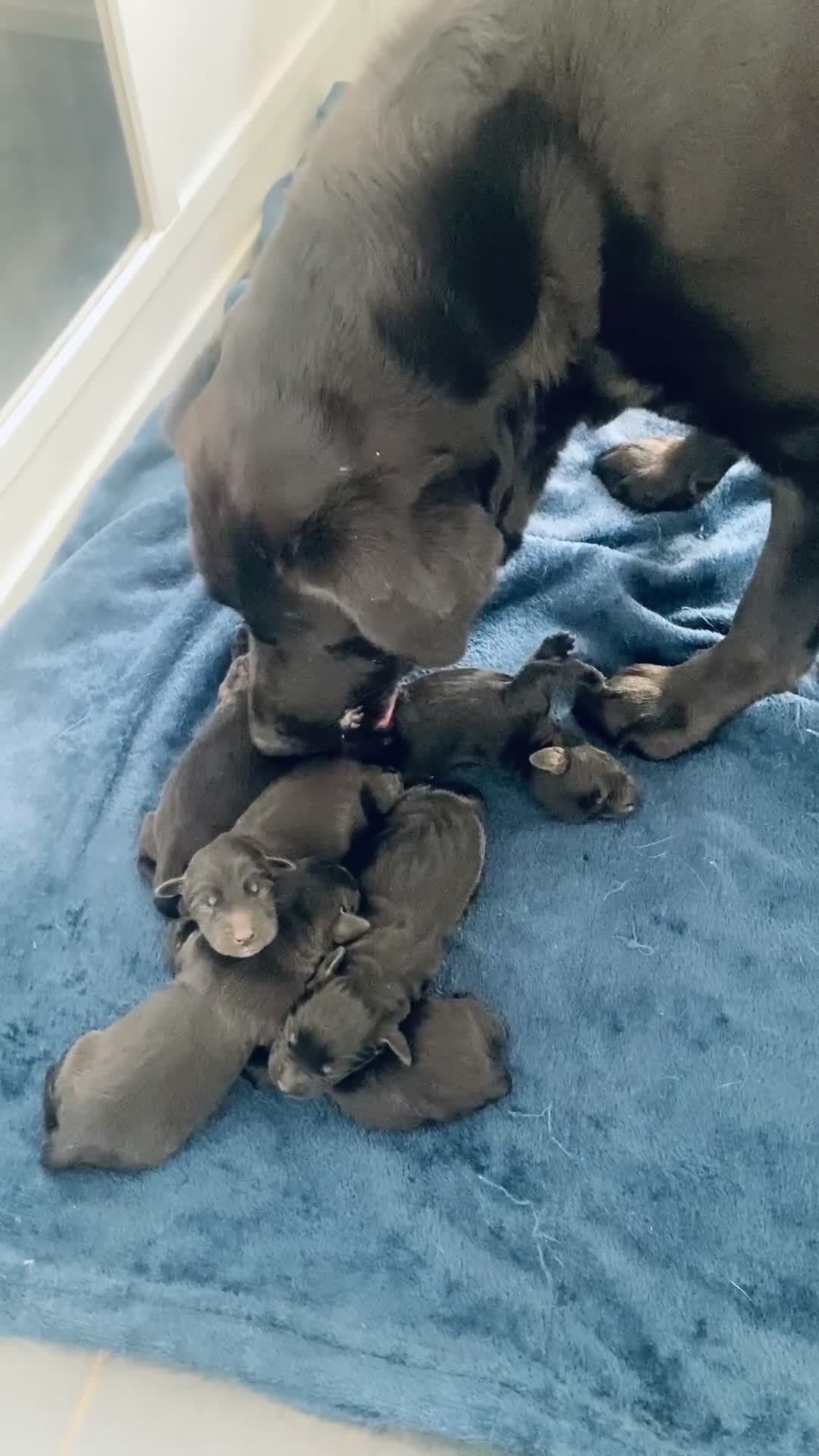 Labrador Retriever dogs for sale: KC registered black Labrador retriever pups  - Video 2