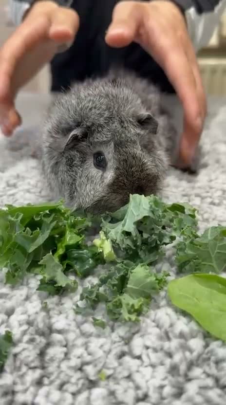 Guinea Pig rodents for sale: 3 Male Guinea Pigs Rehome - Video 1