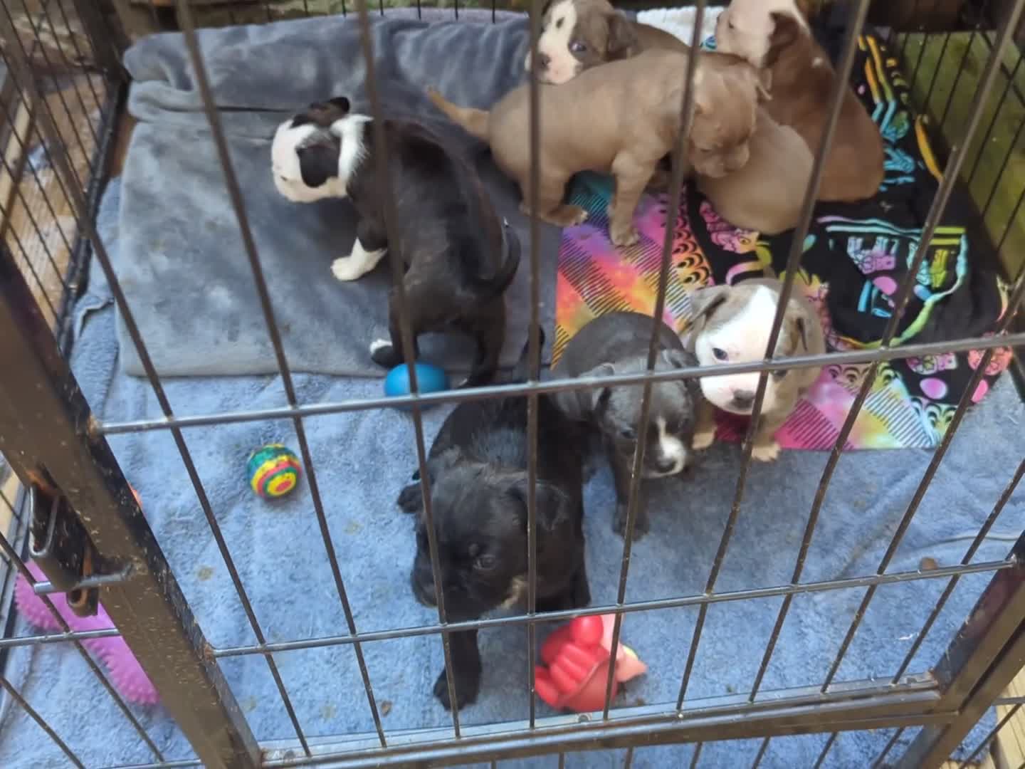 Boston Terrier dogs for sale: Boston X Puppies for sale  - Video 1