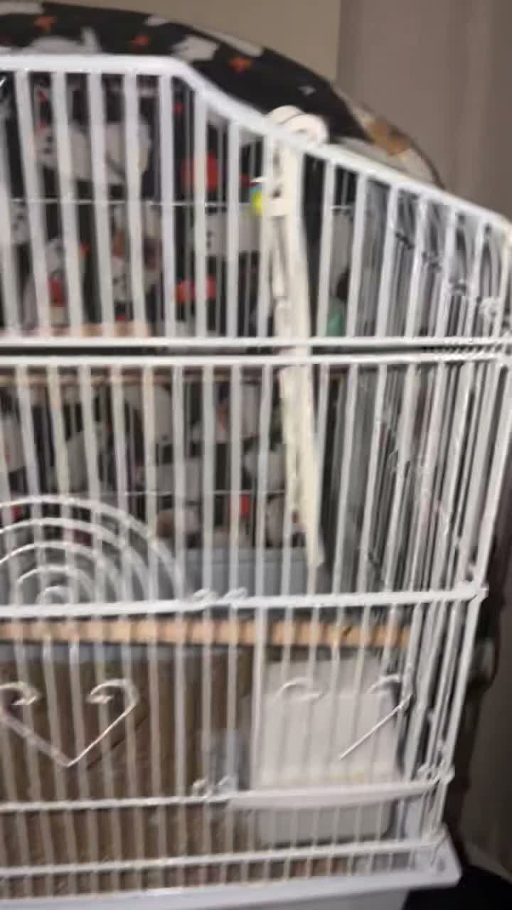 Budgerigars birds for sale: Budgie  - Video 2