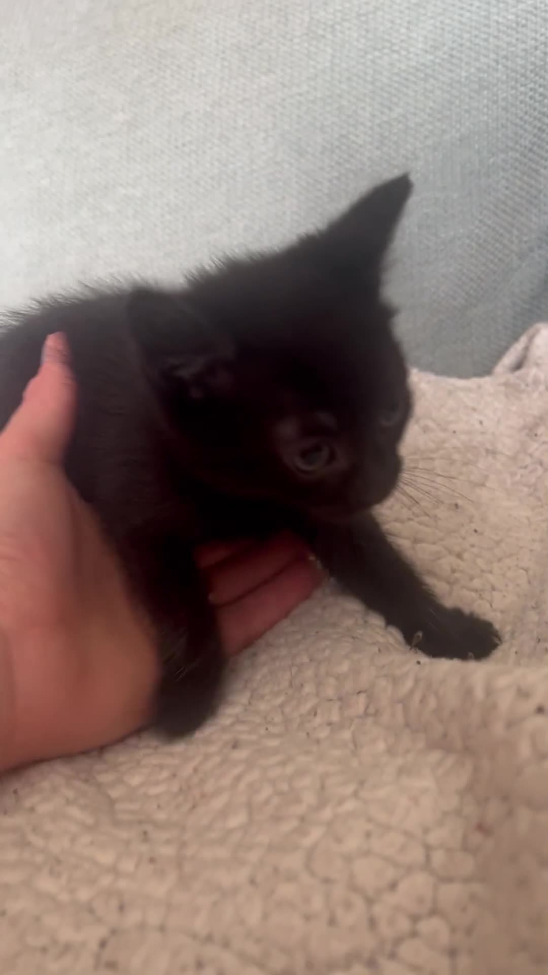 British Shorthair cats for sale: Rescue Kittnes - Video 2