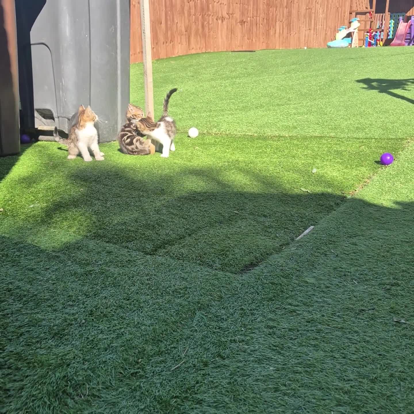 Bengal cats for sale: Half bengal kittens  - Video 1