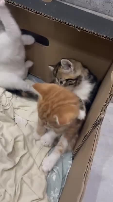 Mixed Breed cats for sale: Beautiful Fluffy Kittens  - Video 1
