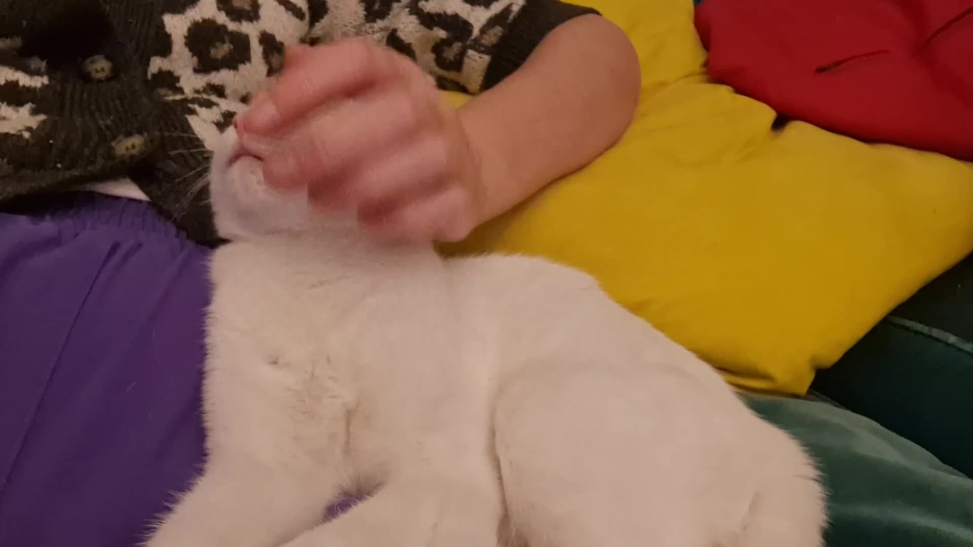 Mixed Breed cats for sale: White short-haired, very sociable kitten - Video 1