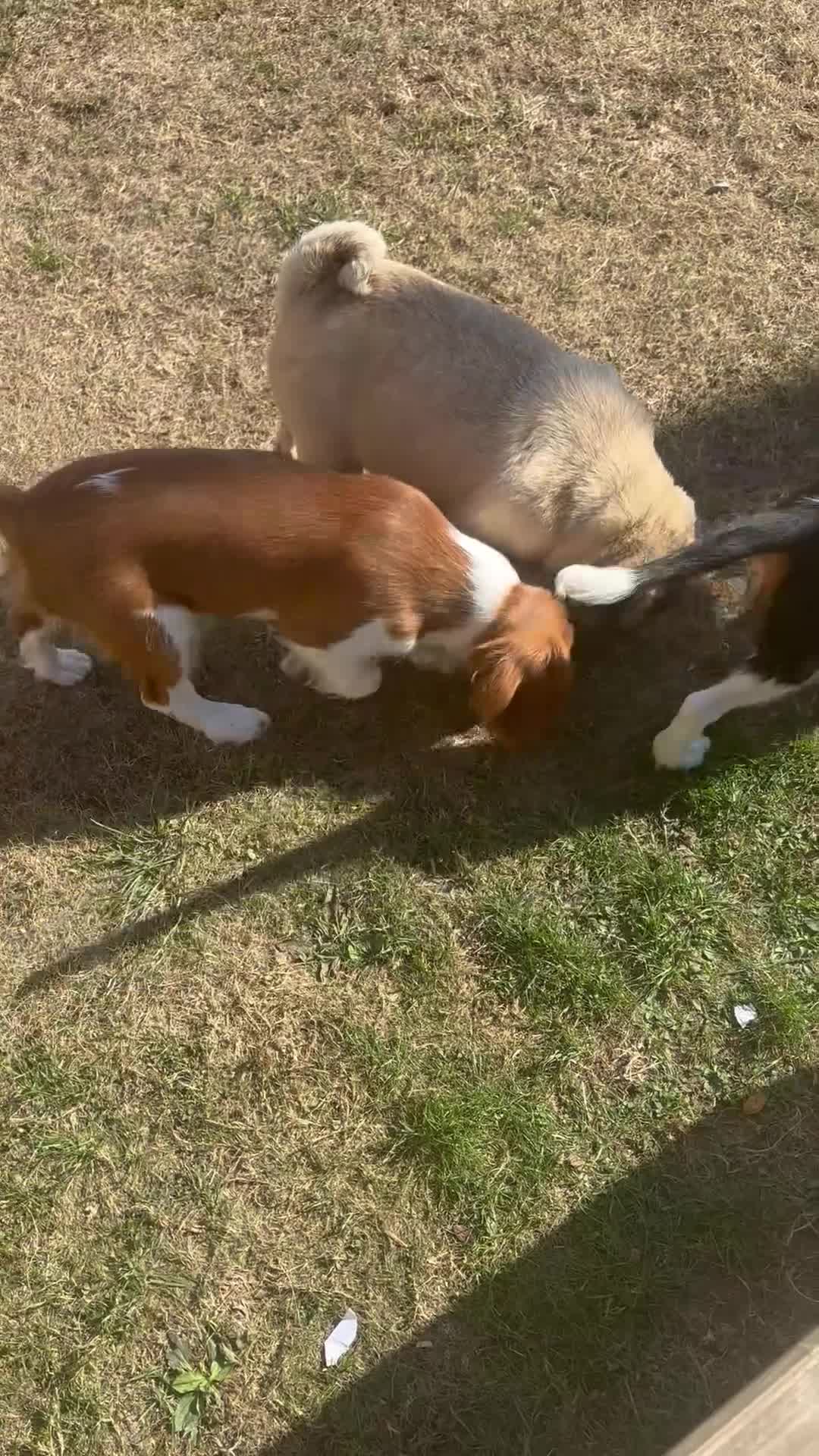Cavalier King Charles Spaniel dogs for sale: Gorgeous chunky little puppies READY now - Video 1