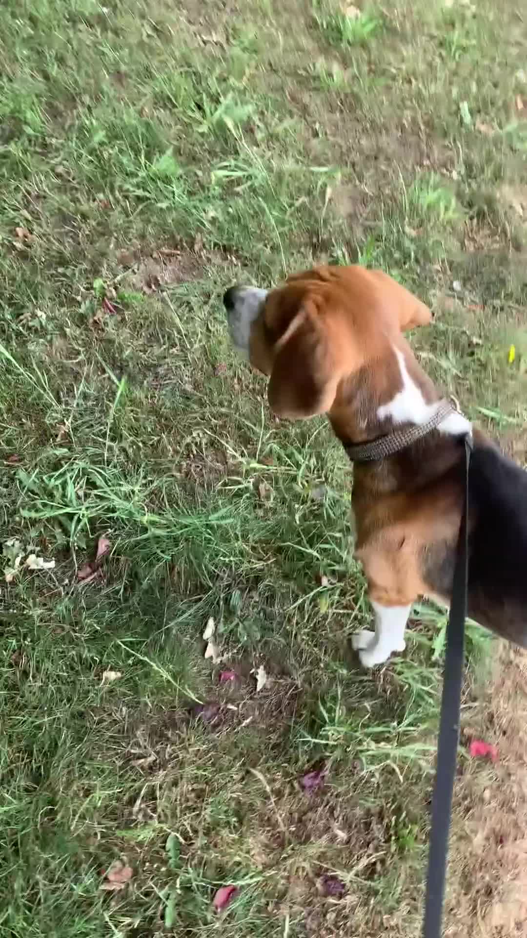 Beagle dogs for sale: Buddy needs lovely new experienced home - Video 1