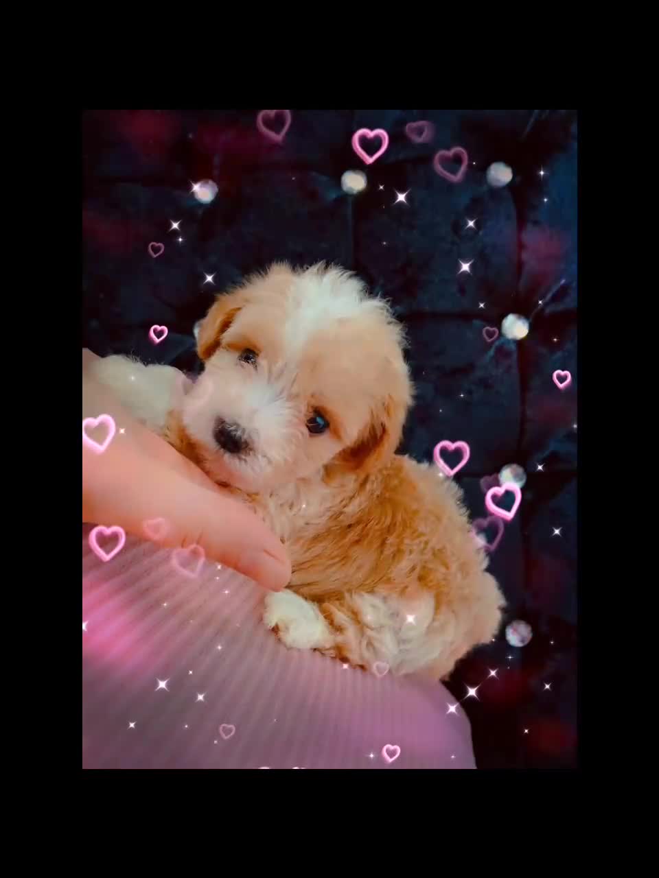 Maltipoo dogs for sale: Beautiful Maltipoo puppies for sale 🐶❤️ - Video 5