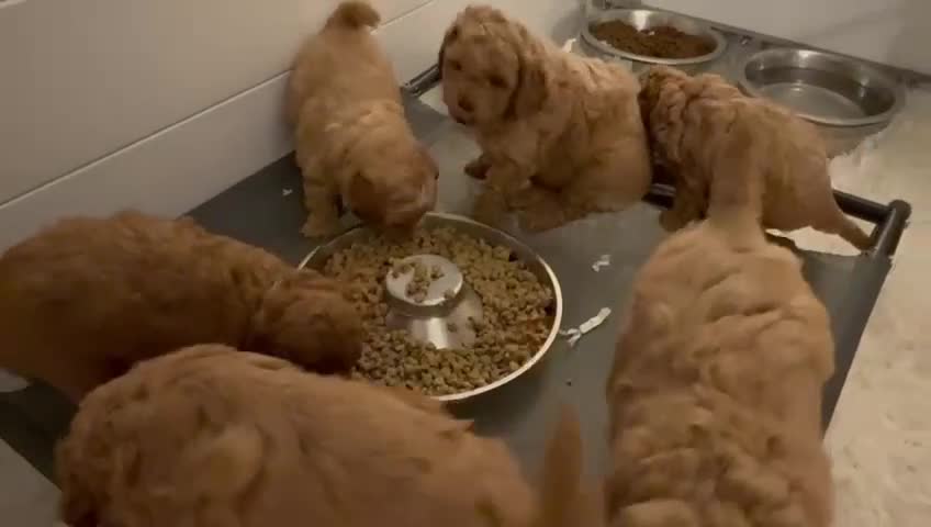 Cavachon dogs for sale: 5 ⭐️Gorgeous F1 Fox Red boy Cavapoochon. - Video 5