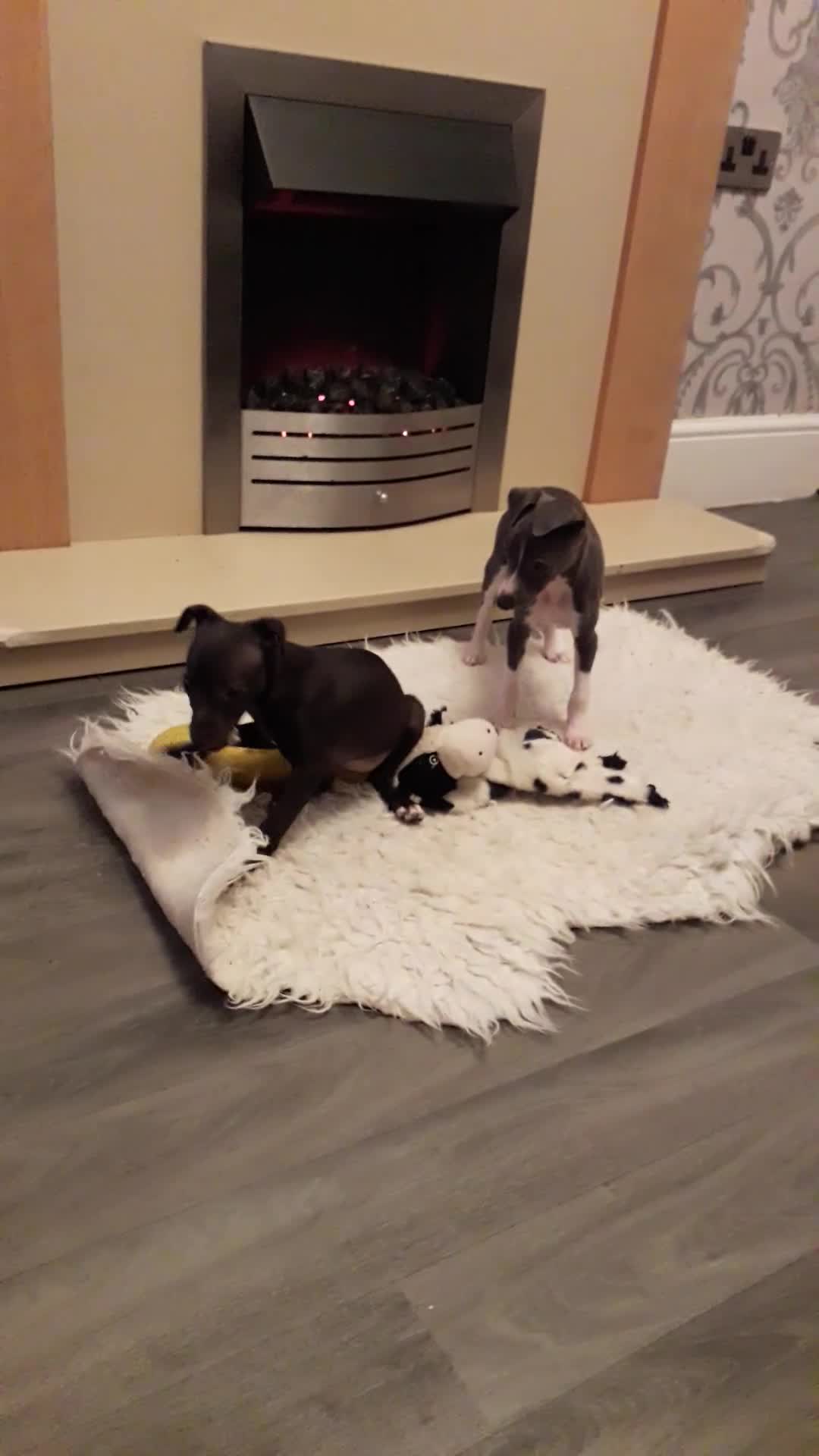 Italian Greyhound dogs for sale: Beautiful boy gorgeous girl Italian greyhounds  in Bradford - Video 2