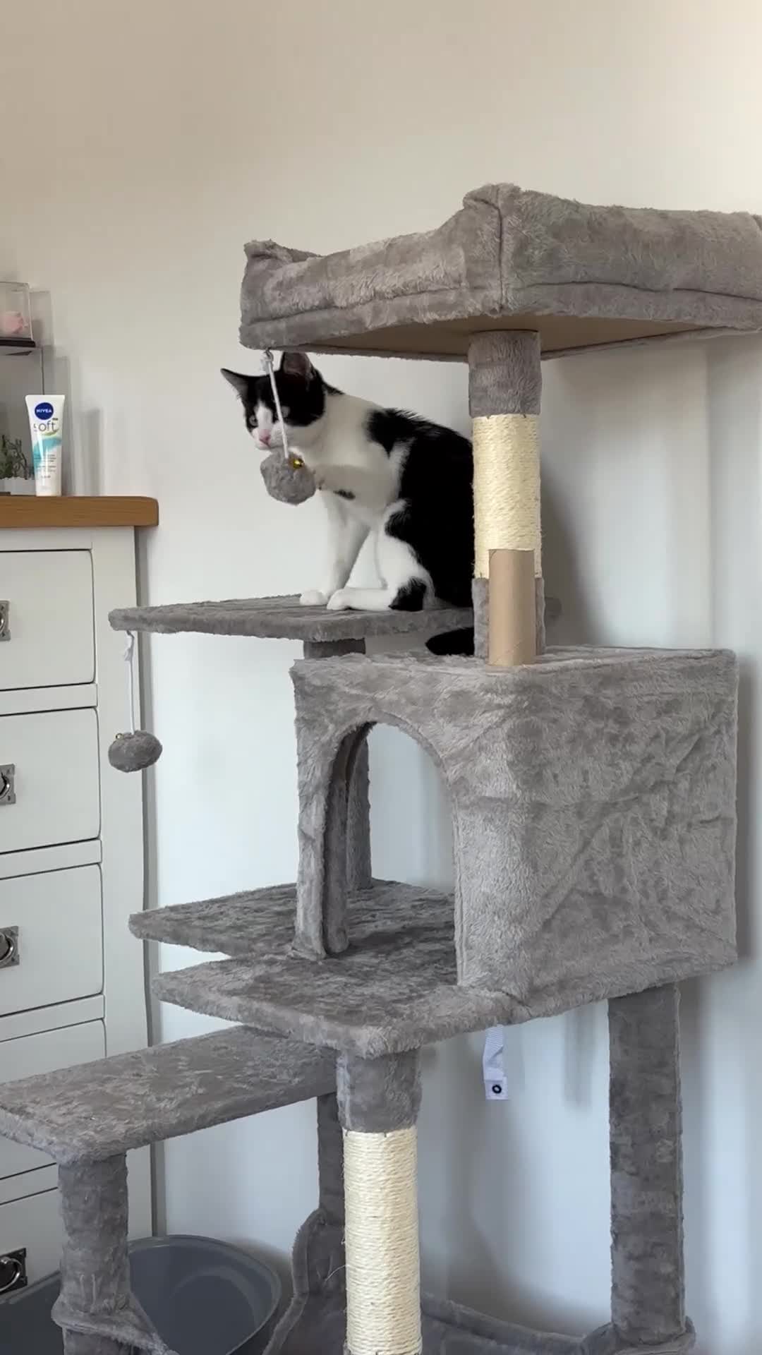 Mixed Breed cats for sale: Beautiful Male Kitten – Ready to Leave Now  - Video 2