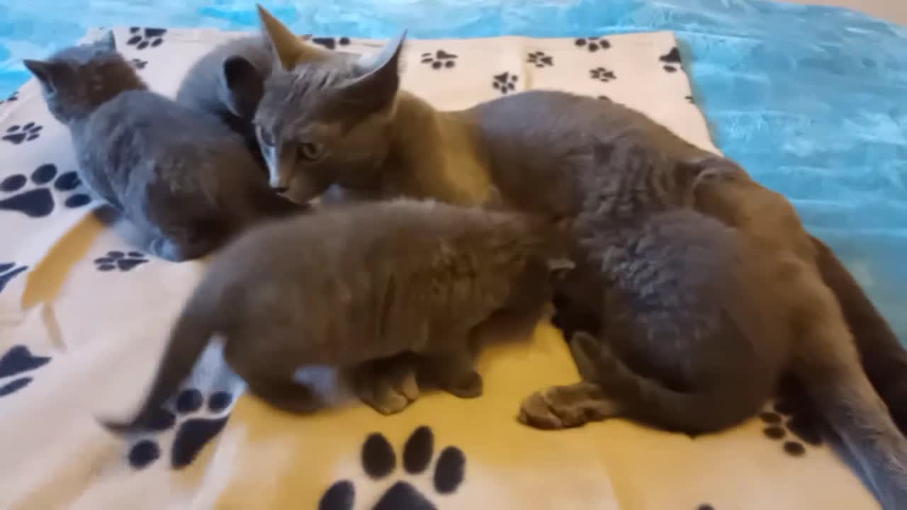Russian Blue cats for sale: Russian Blue kittens for sale - 2 boys two girls - Video 2