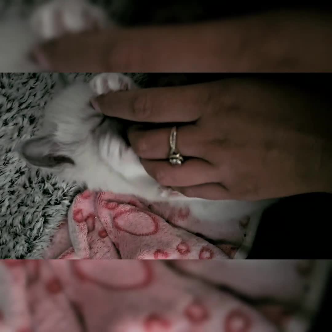Ragdoll cats for sale: Purebred Bluepoint kittens - Video 1