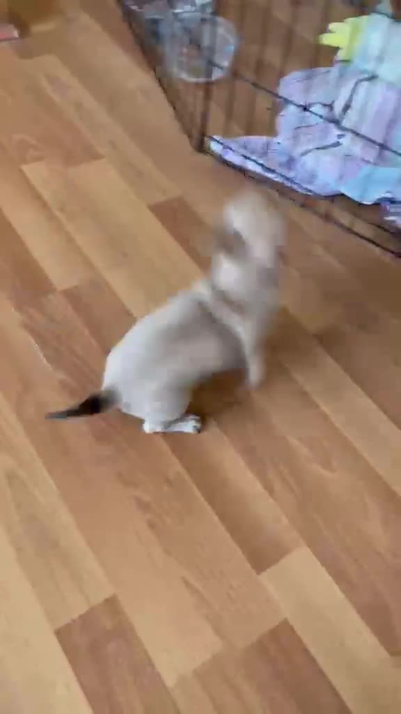 Chihuahua dogs for sale: BOY puppy chihuahua for sale - Video 1