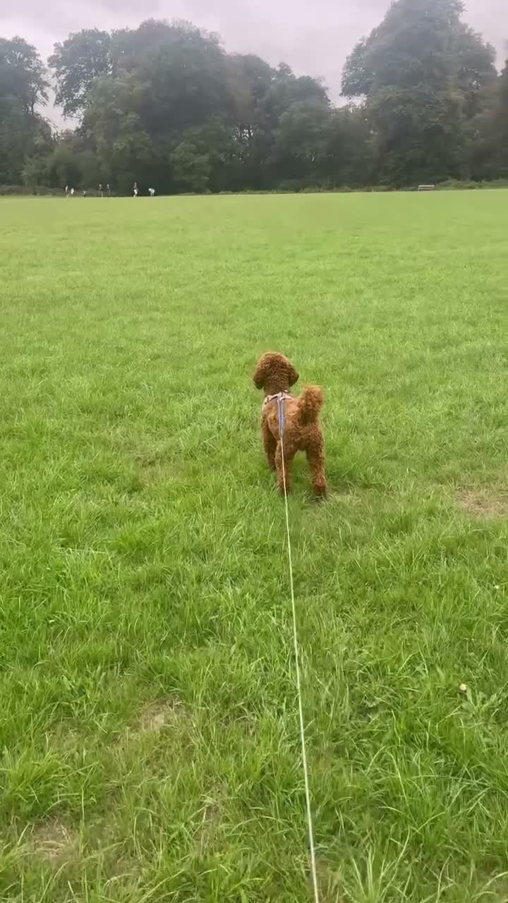 Miniature Poodle dogs for stud: Miniature poodle red  in Hemel Hempstead - Video 1