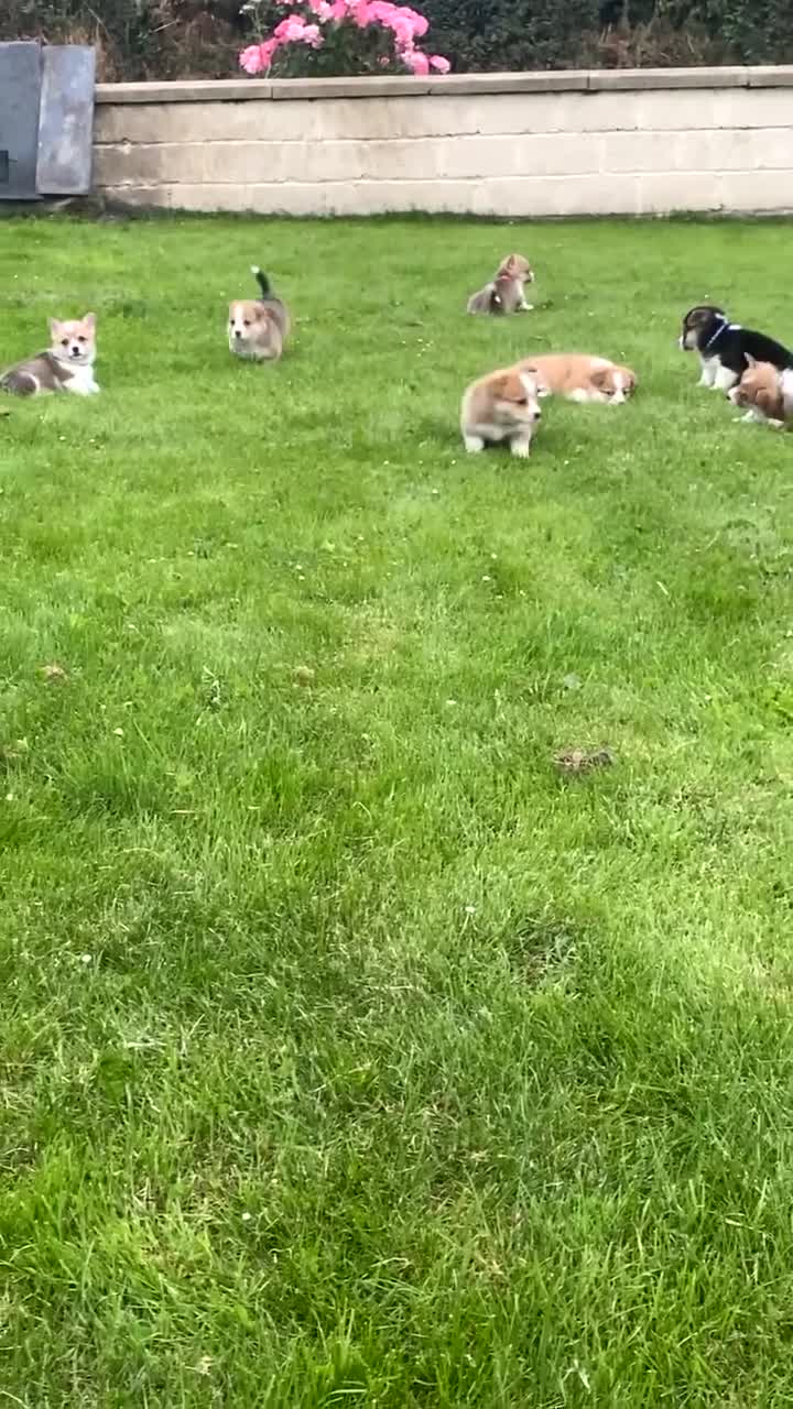 Welsh Corgi Pembroke dogs for sale: Gorgeous RKC reg corgi's DNA health tested parents - Video 1