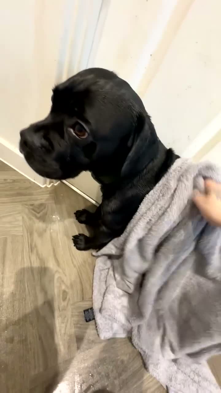 Mixed Breed dogs for sale: Rocky - Video 1