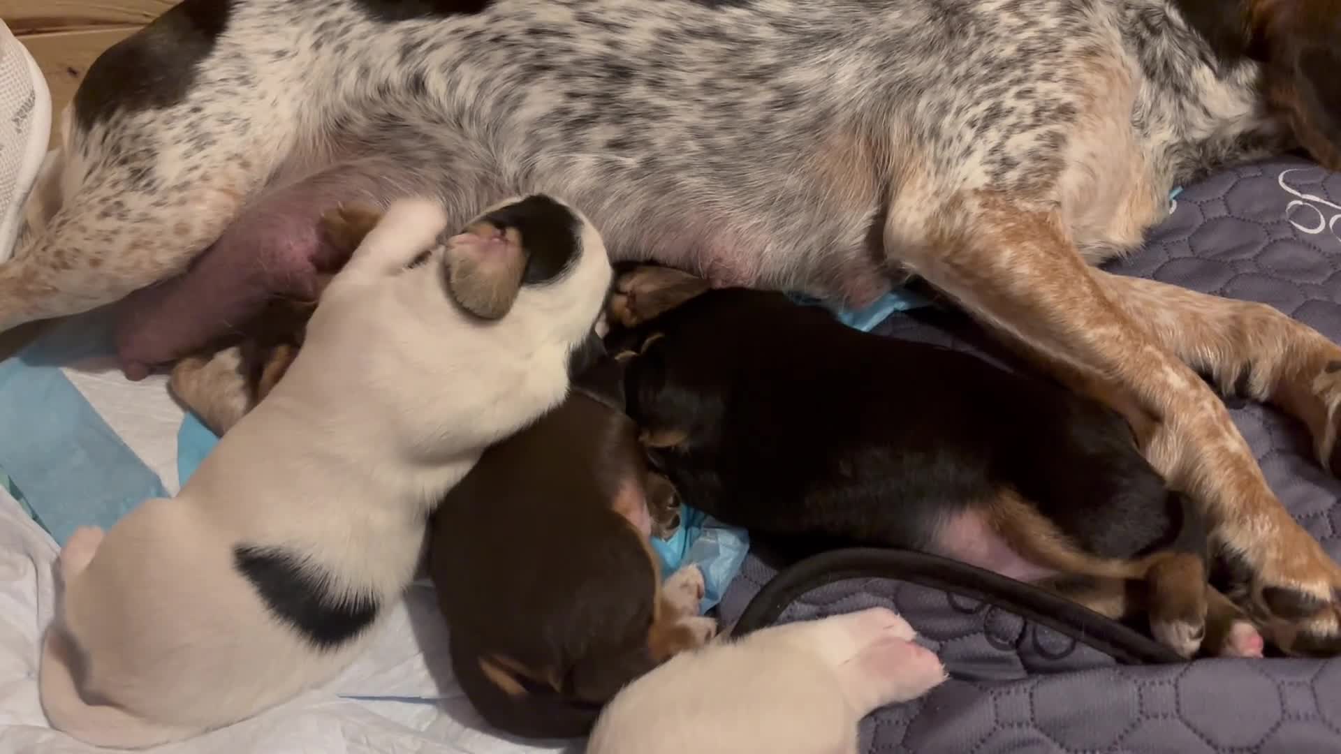 Bocker dogs for sale: 4 lovely boys available  - Video 3