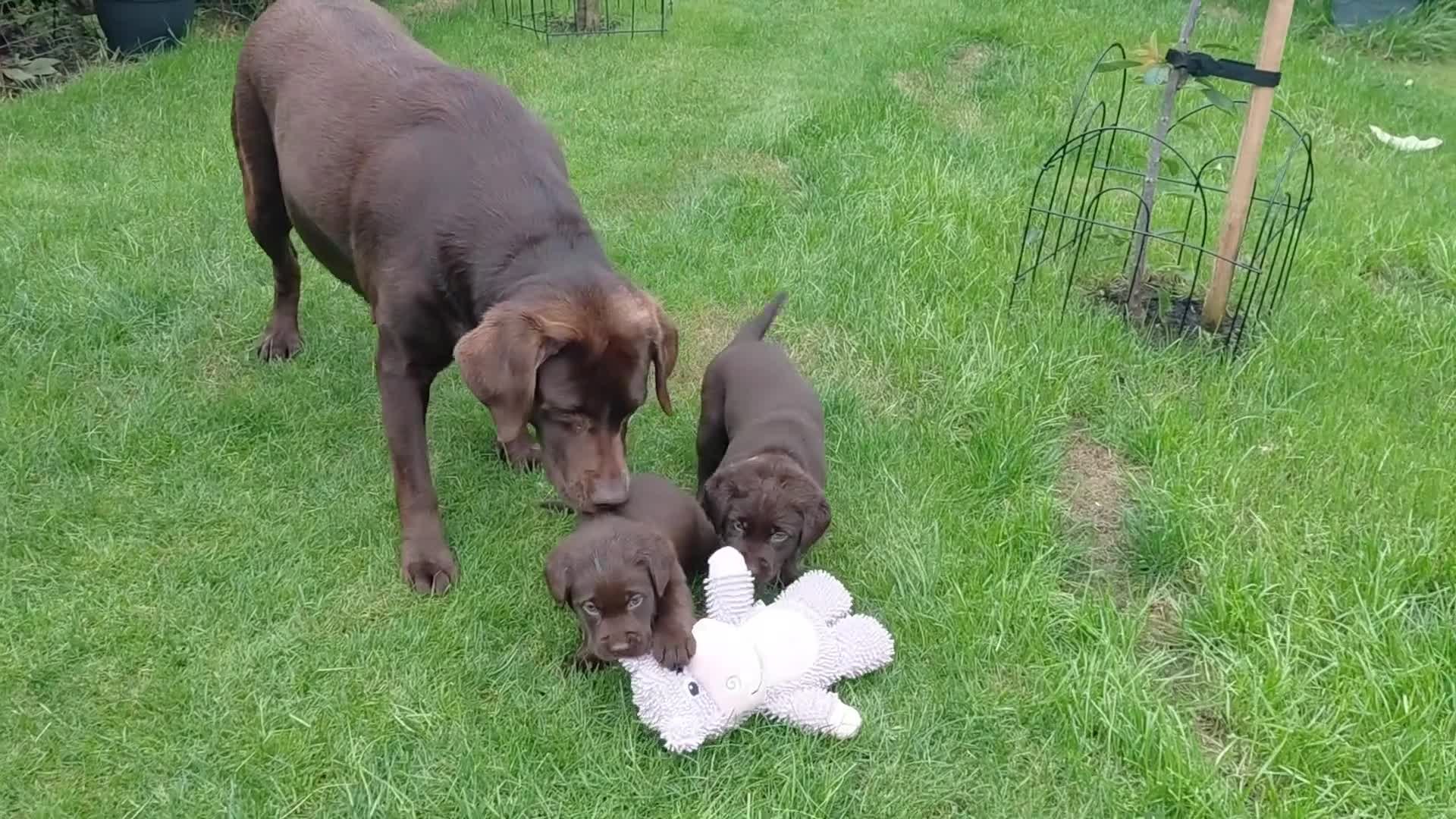 Labrador Retriever dogs for sale: Chocolate Labradors Puppies,Health Tested Parents  - Video 1