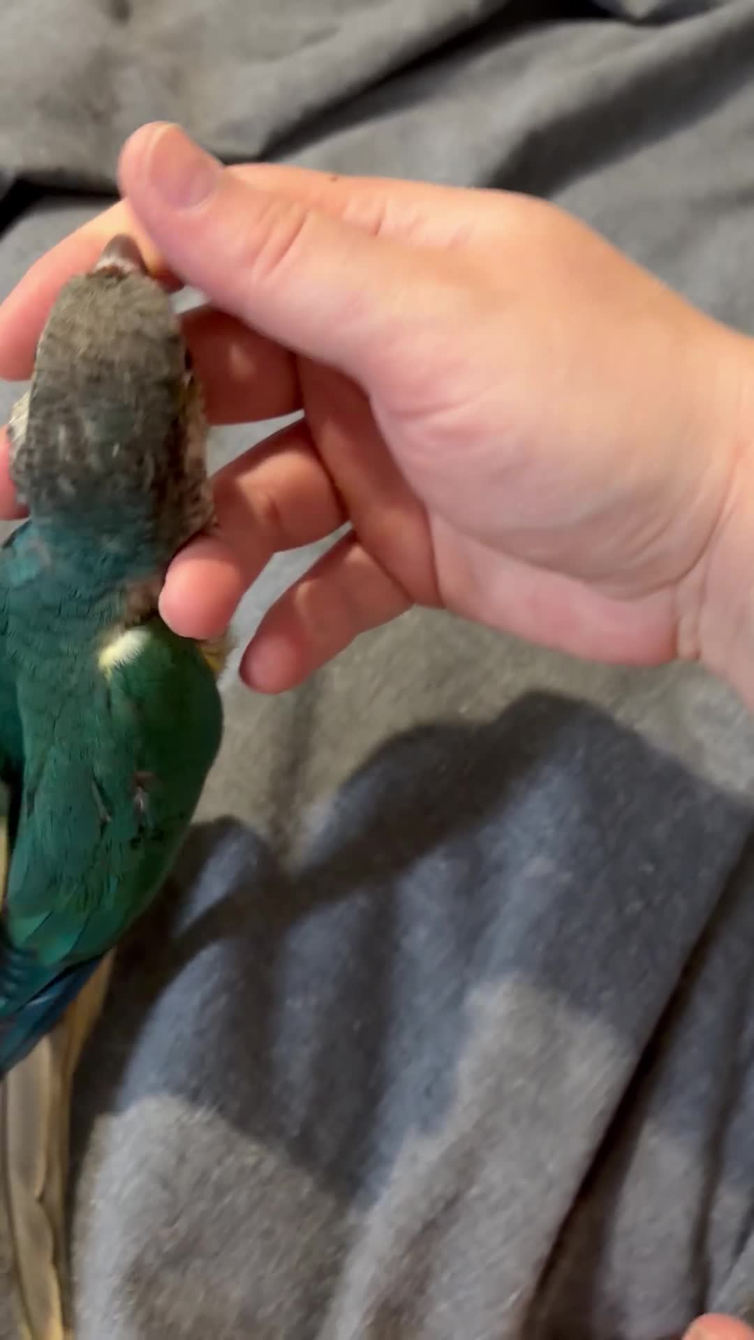 Conures birds for sale: Beautiful hand reared conure babies - Video 1