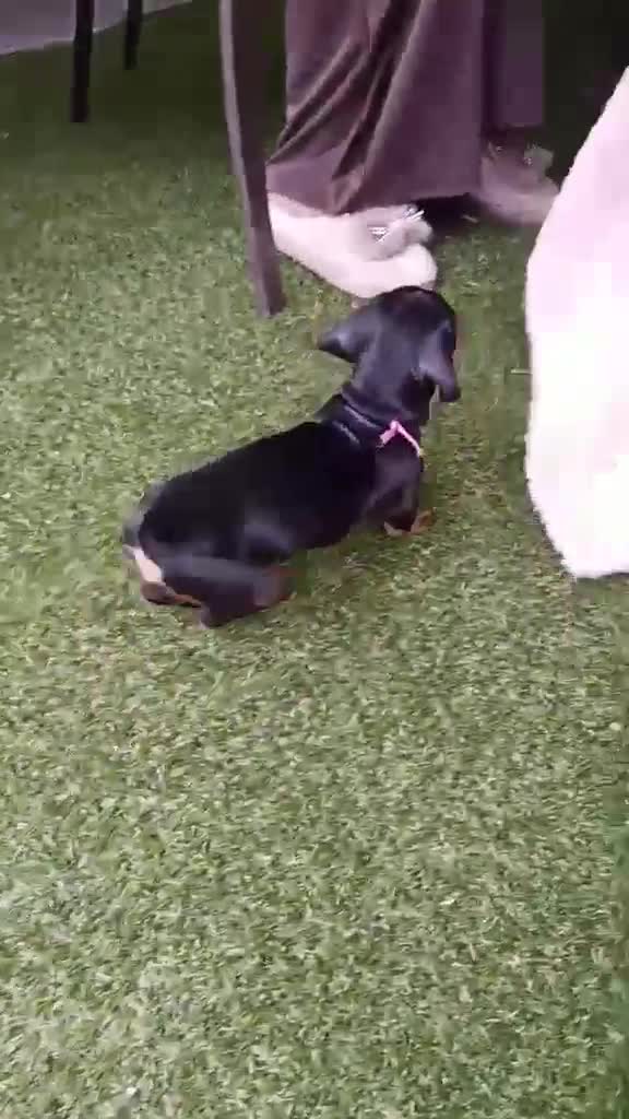 Miniature Dachshund dogs for sale: Last boy and girl  - Video 3