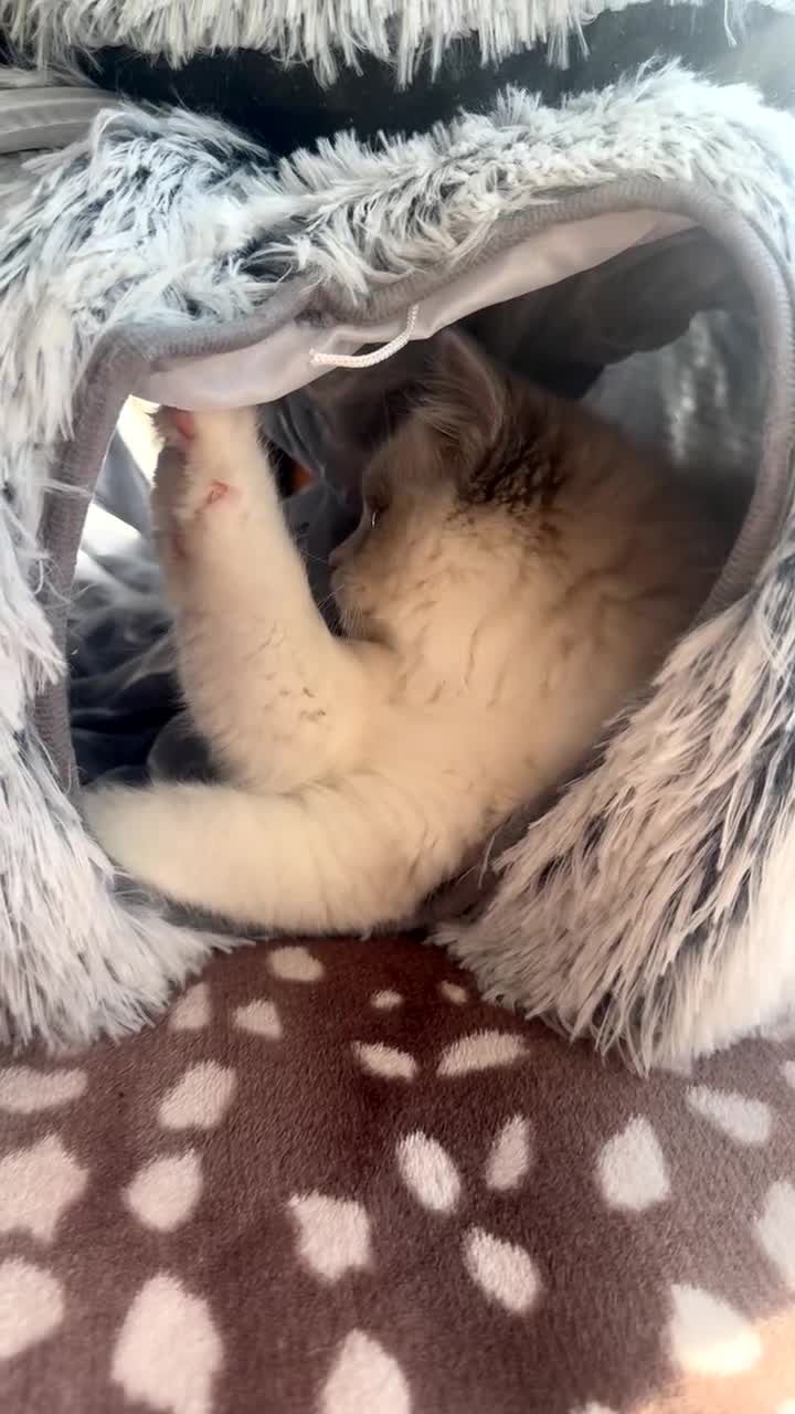 Ragdoll cats for sale: Gorgeous GCCF kitten - Video 3