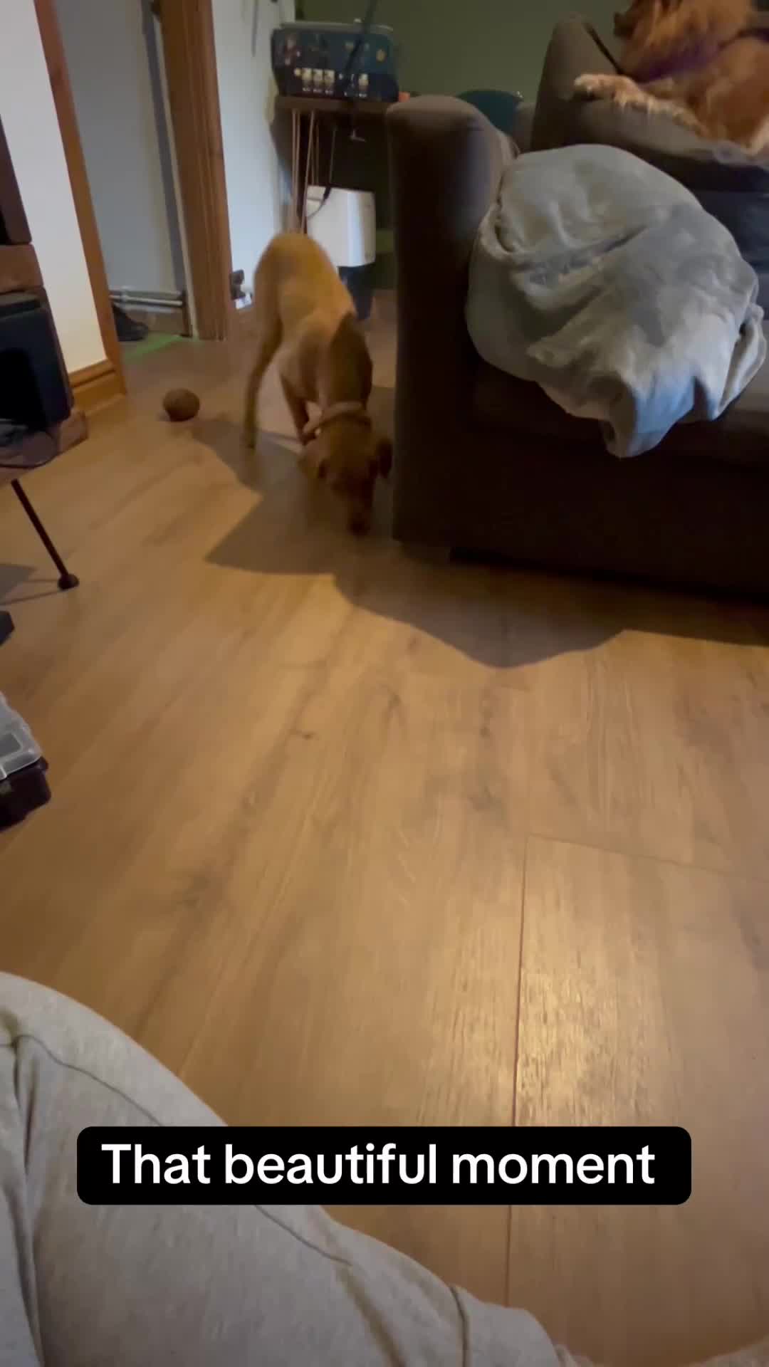 Labrador Retriever dogs for sale: Trained Labrador for sale  - Video 1