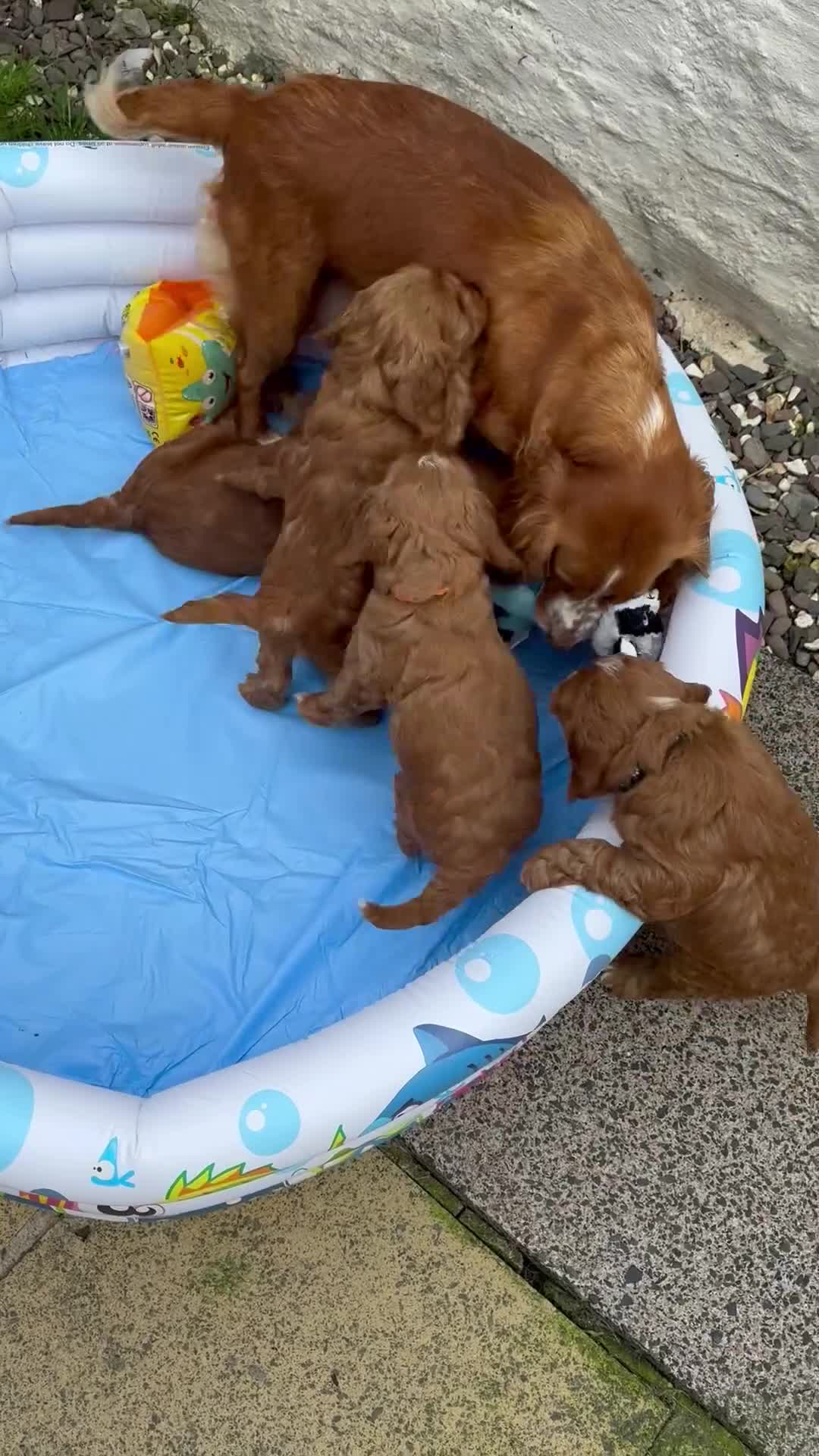 Cockapoo dogs for sale: F1 Toy Cockapoo’s in richest red ❤️ - Video 1