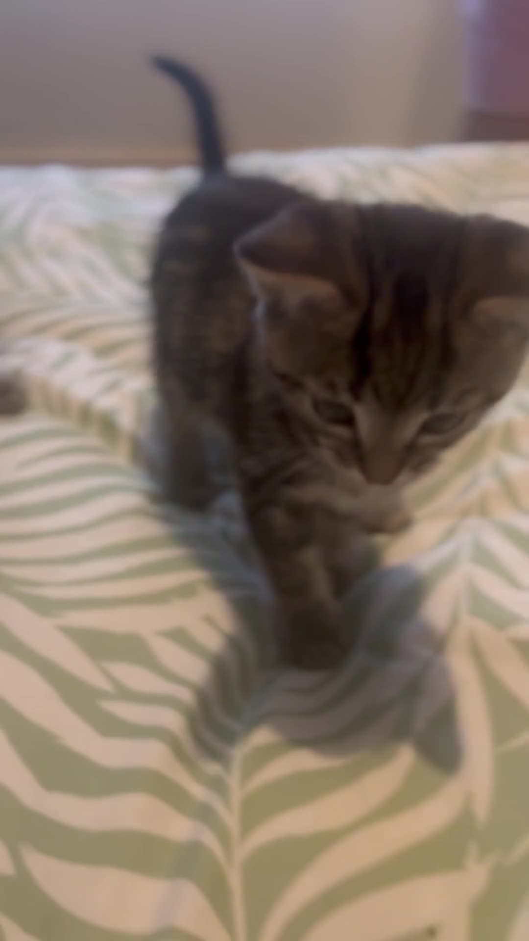 Mixed Breed cats for sale: 2 female Dark tabby kittens for sale - Video 1