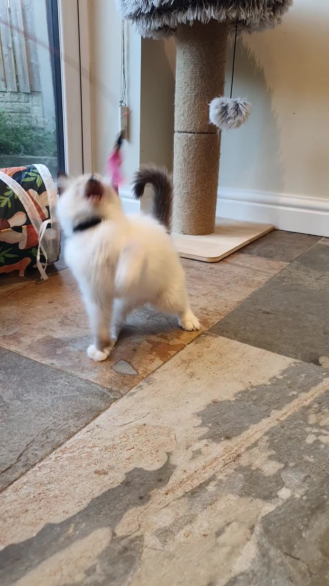 Ragdoll cats for sale: 💕Beautiful GCCF Registered Ragdoll Kittens. - Video 2