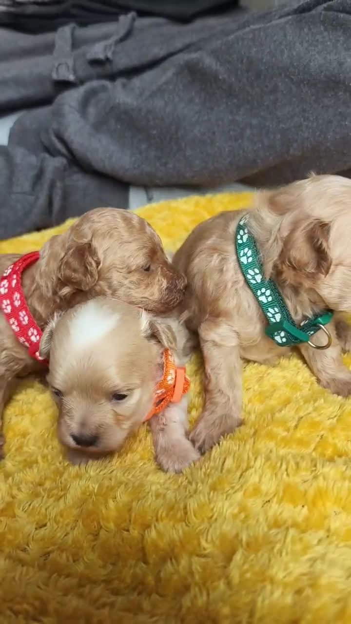 Maltipoo dogs for sale: F1B Toy Maltipoo  - Video 1