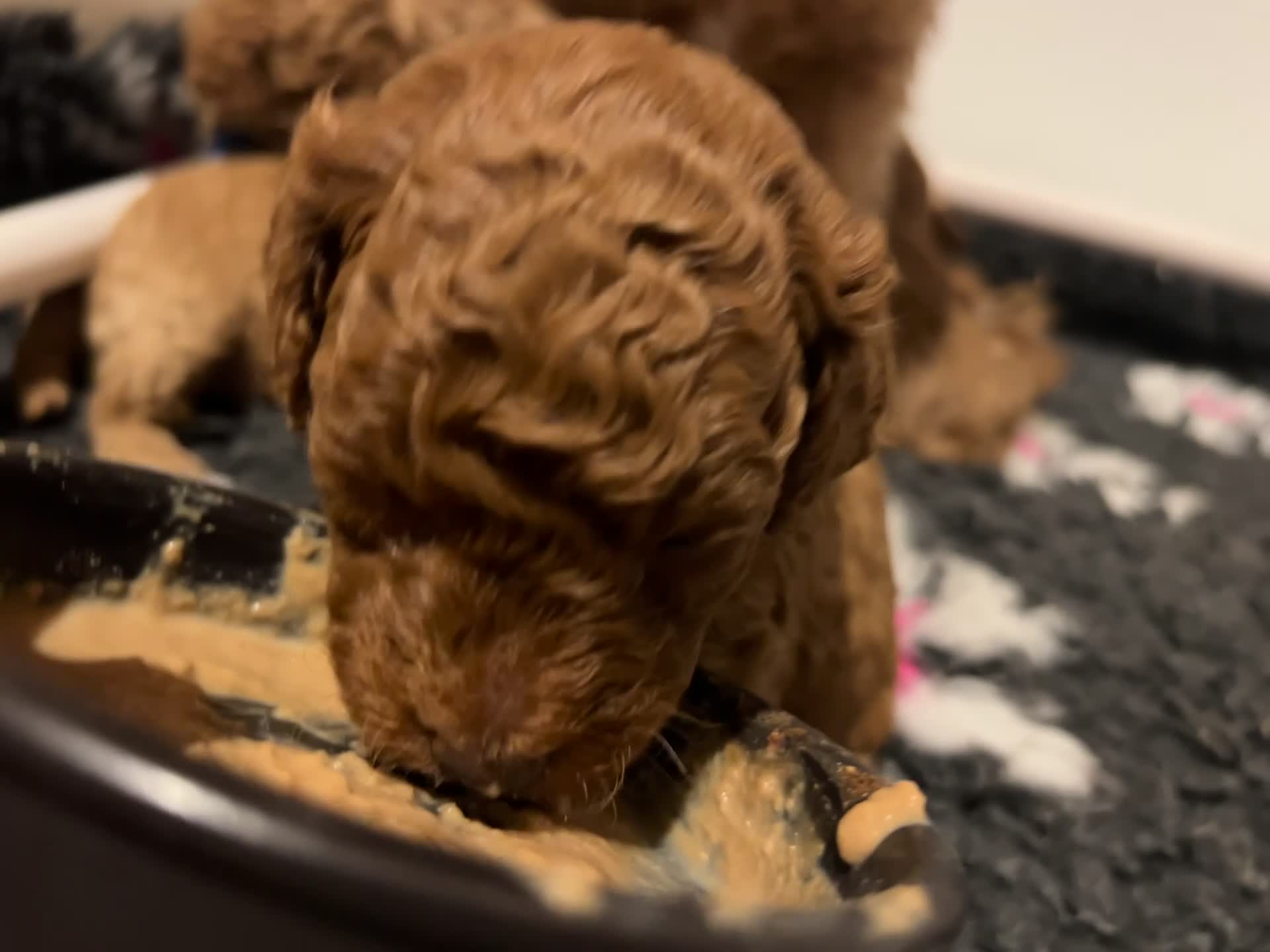 Cockapoo dogs for sale: 🐶 Adorable Cockapoos 🥰 in Kettering - Video 2
