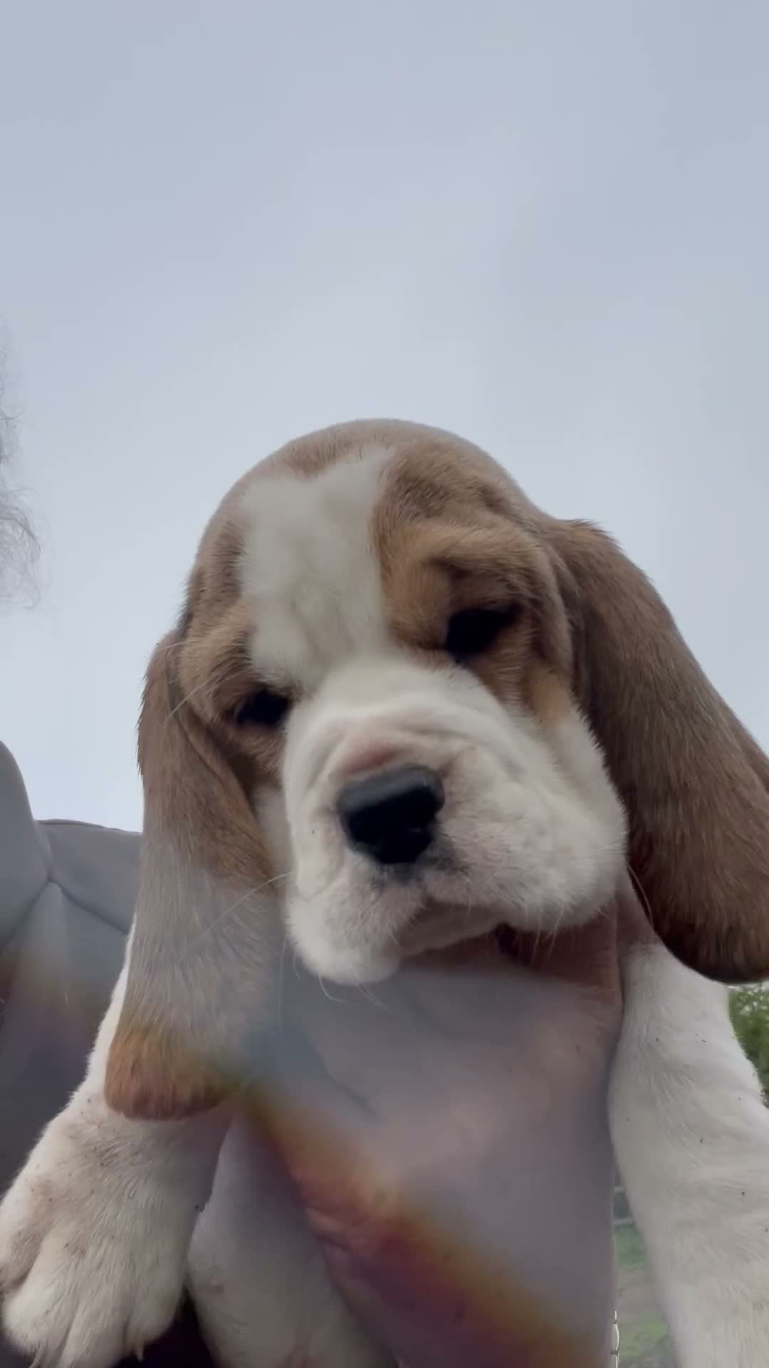 Beagle dogs for sale: STUNNING LITTER OF KC REG CHAMPION LINE BEAGLES  - Video 1