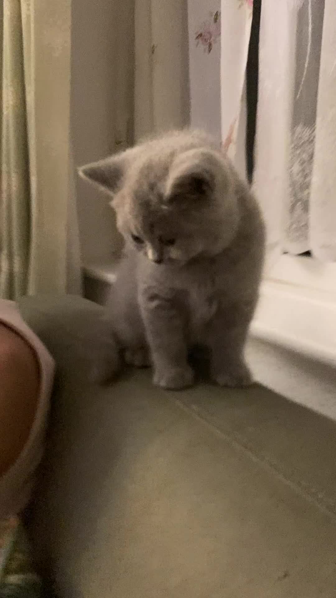 British Shorthair cats for sale: British Shorthair Blue Kittens – (2 boys, 2 girls) - Video 2