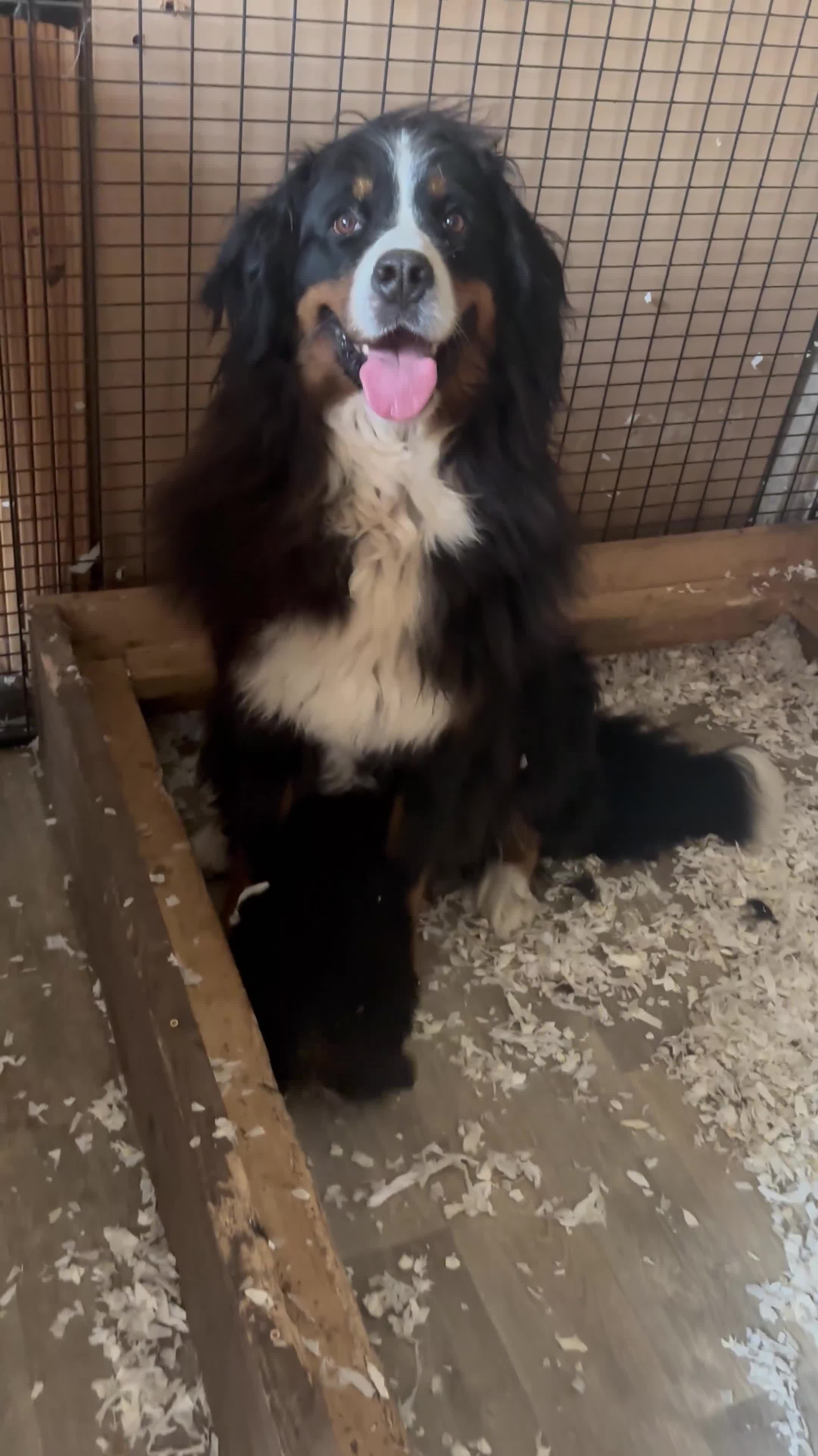 Bernese Mountain Dog dogs for sale: Fluffy Bernese Mountain Dog Girl Puppy - Video 1