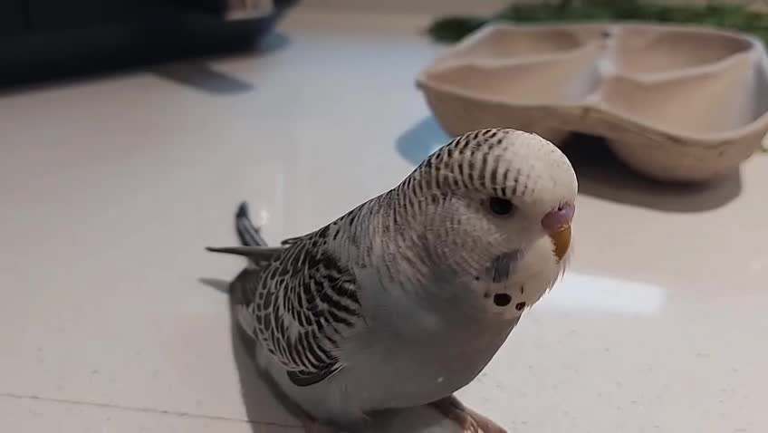 Budgerigars birds for sale: Tame Baby Budgies - Video 1