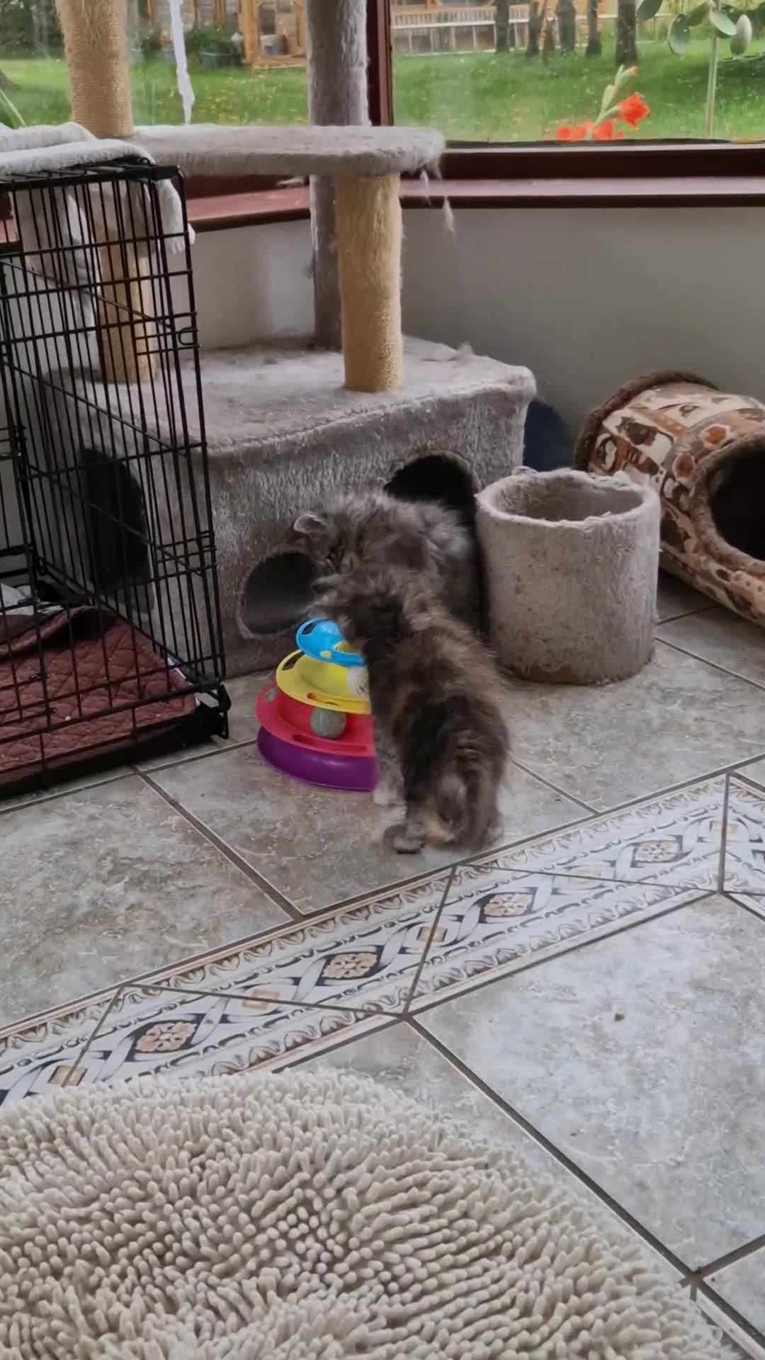 Maine Coon cats for sale: Stunning Maine Coon kittens - Video 1
