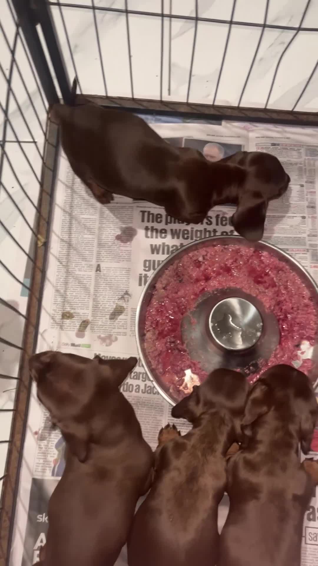 Miniature Dachshund dogs for sale: Miniature Chocolate & Tan dachshund  - Video 1