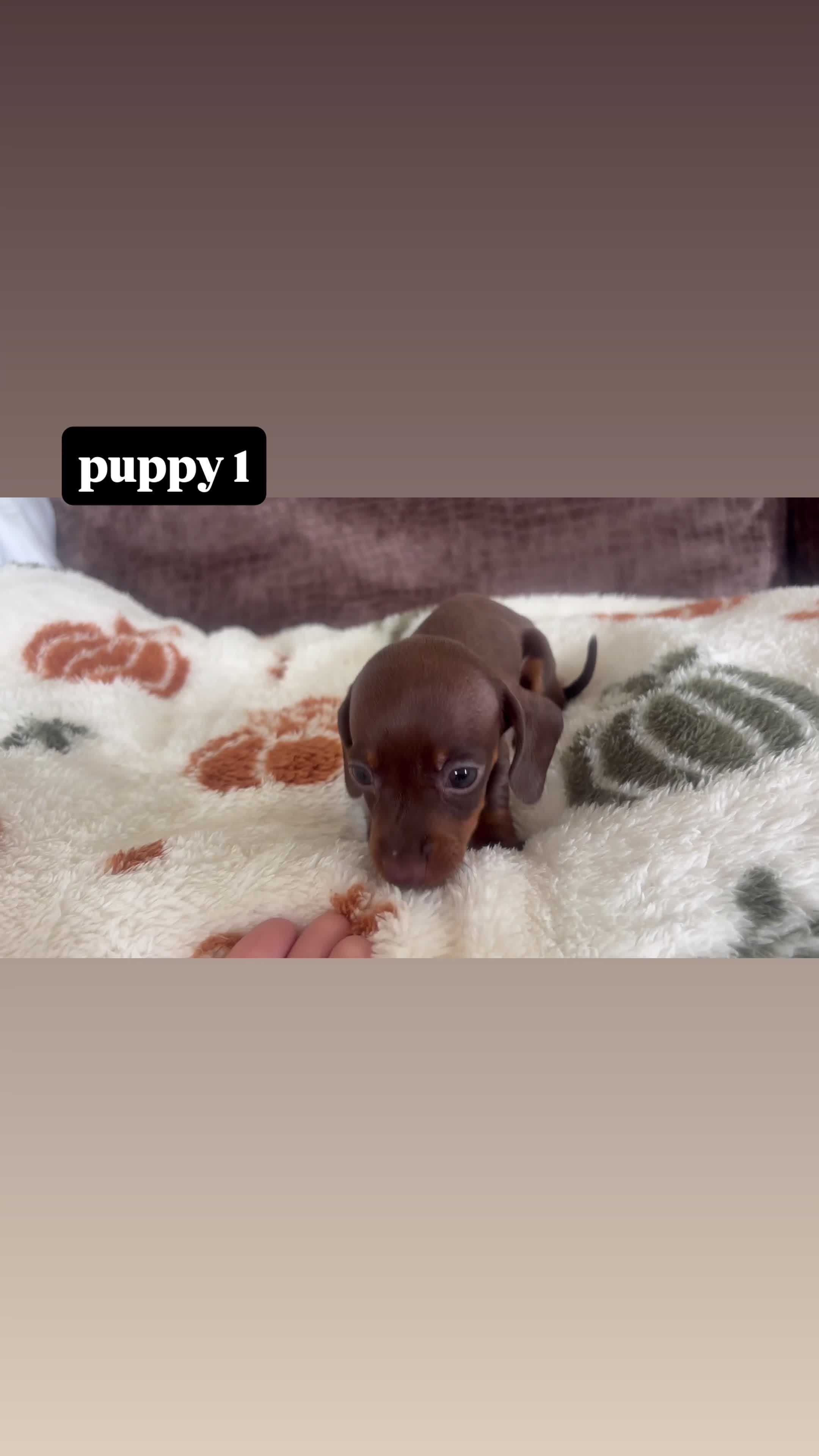 Miniature Dachshund dogs for sale: kc registered miniature dachshunds  in Ware - Video 1