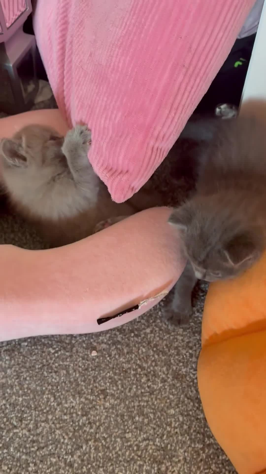 Ragdoll cats for sale: Ragdoll x British Shorthair blue kittens  - Video 4