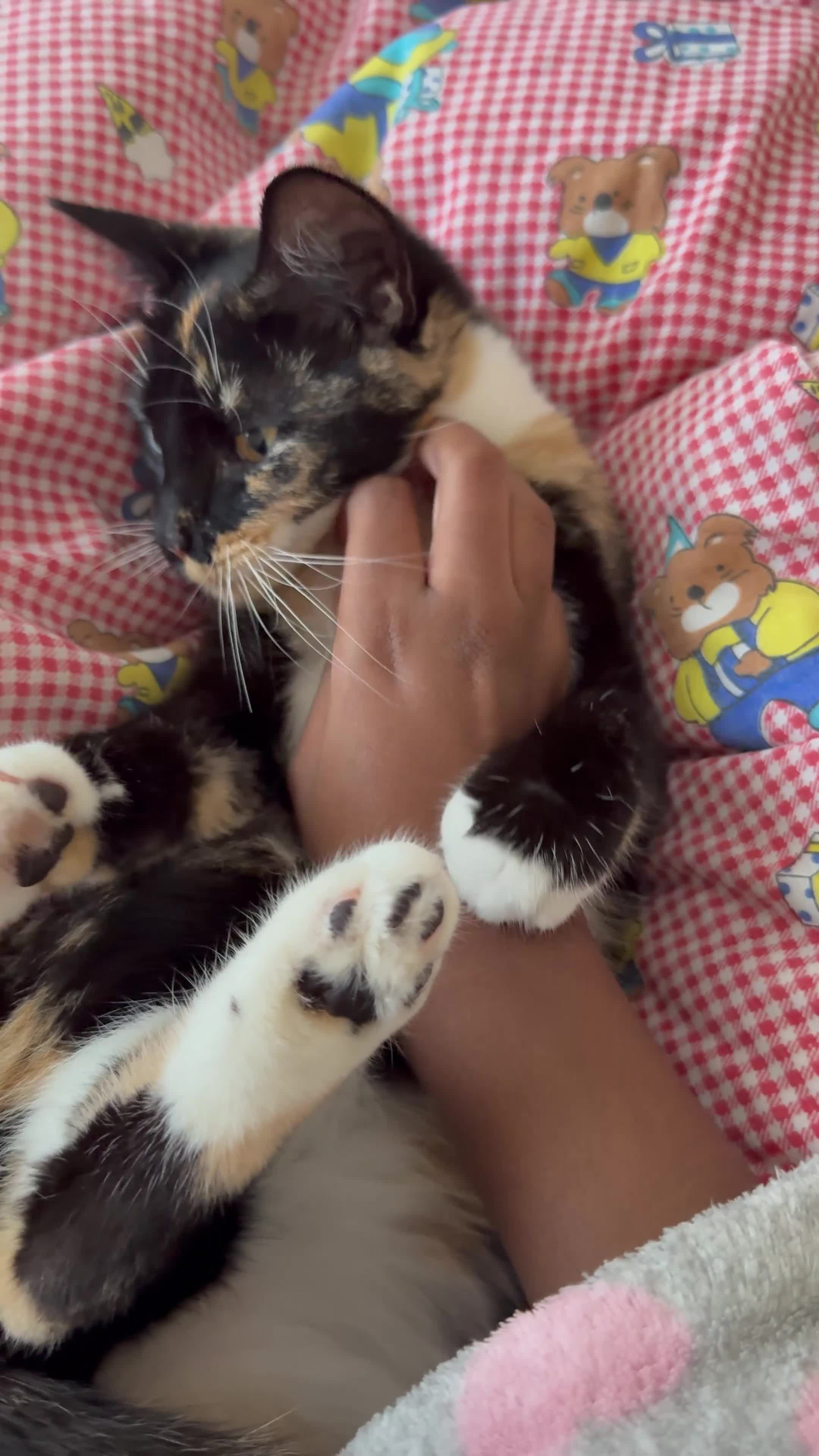 Mixed Breed cats for sale: 💛 Nova - Sweet tortie looking for a loving home - Video 3
